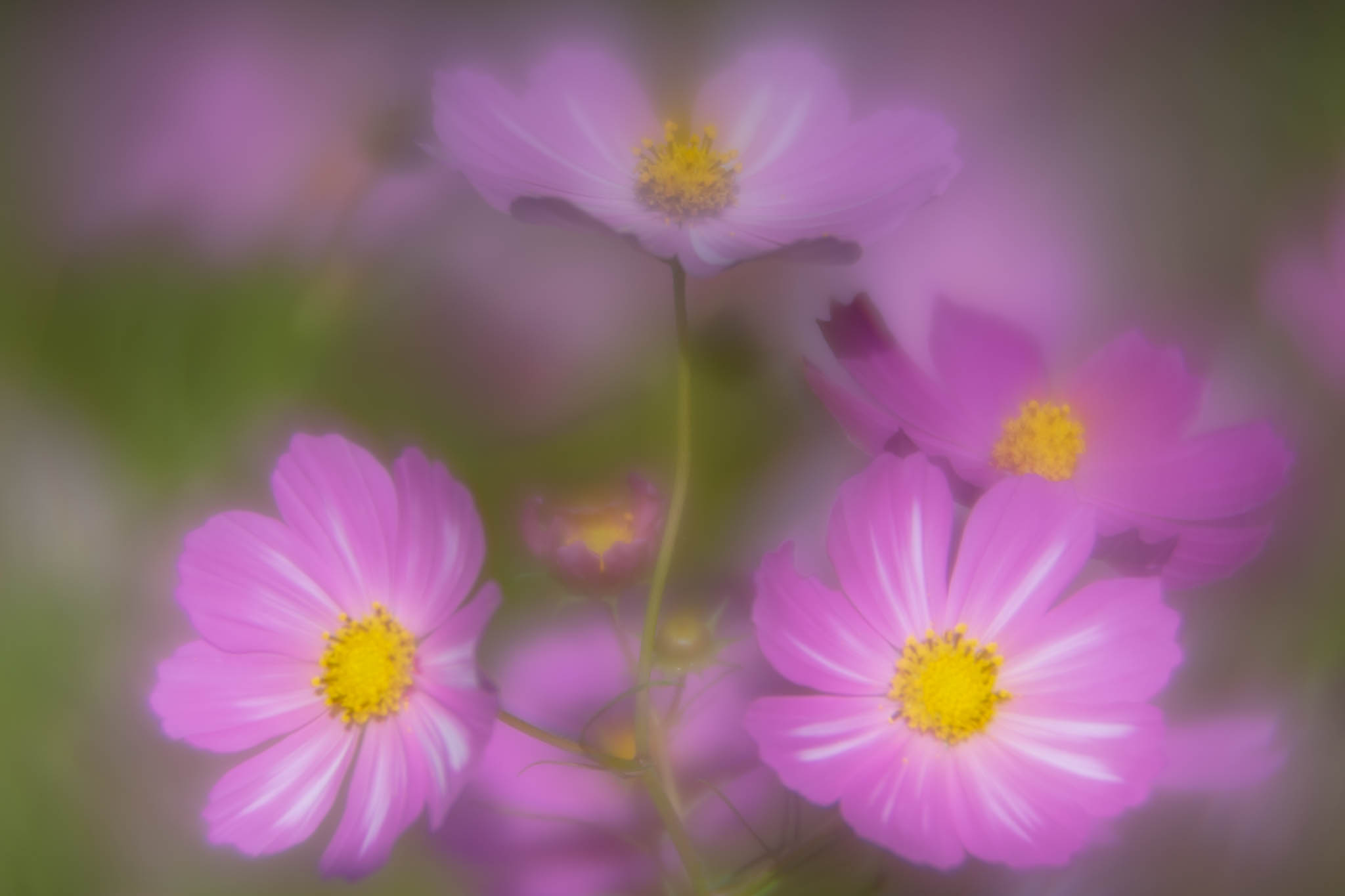 f:id:Paradisia:20191010175826j:plain