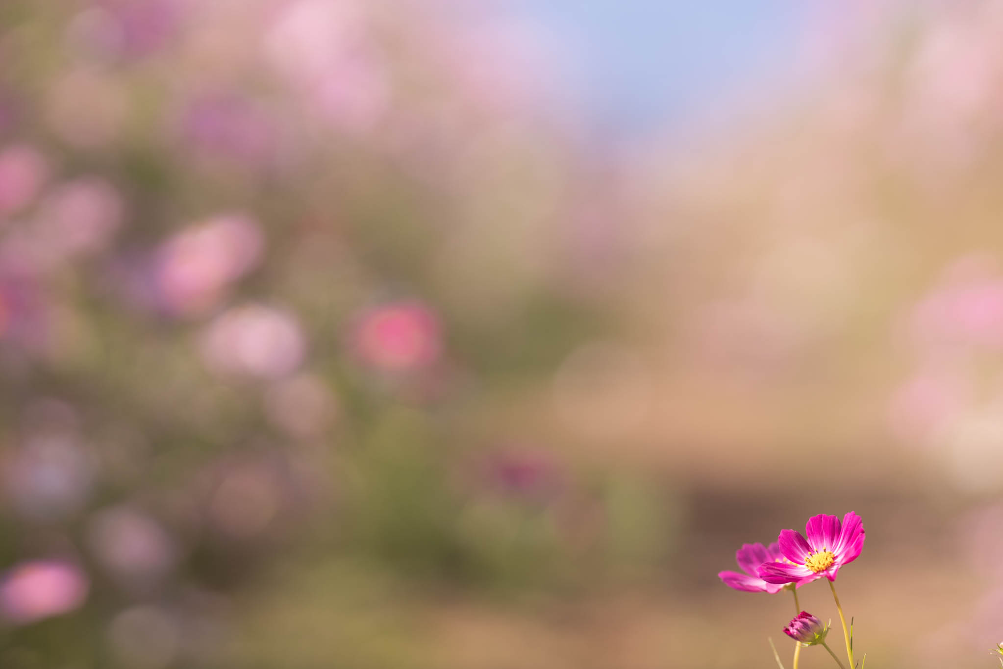 f:id:Paradisia:20191010175843j:plain