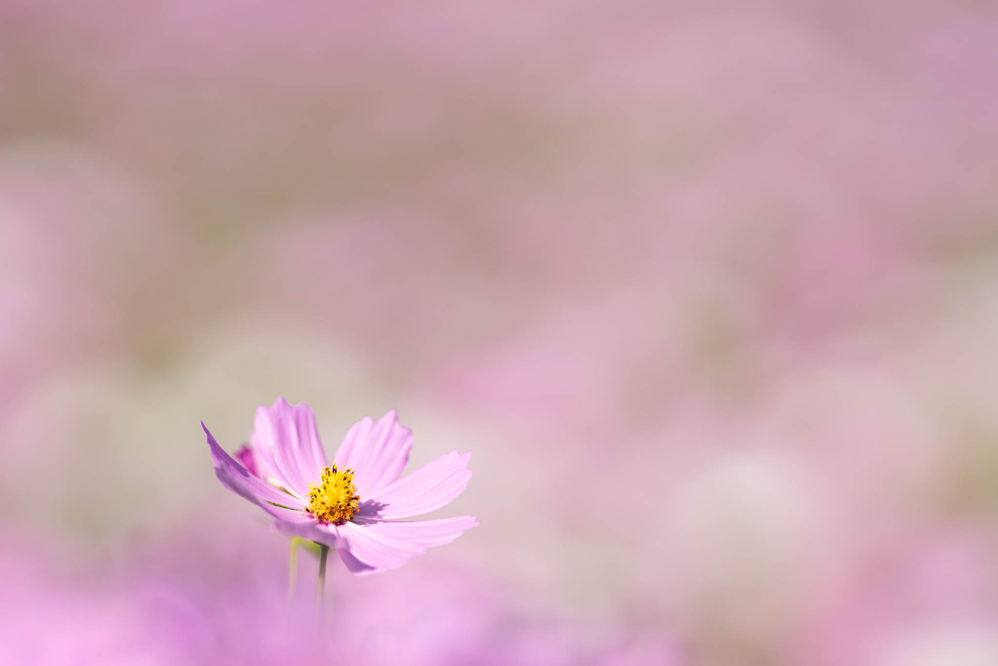 f:id:Paradisia:20191010175910j:plain