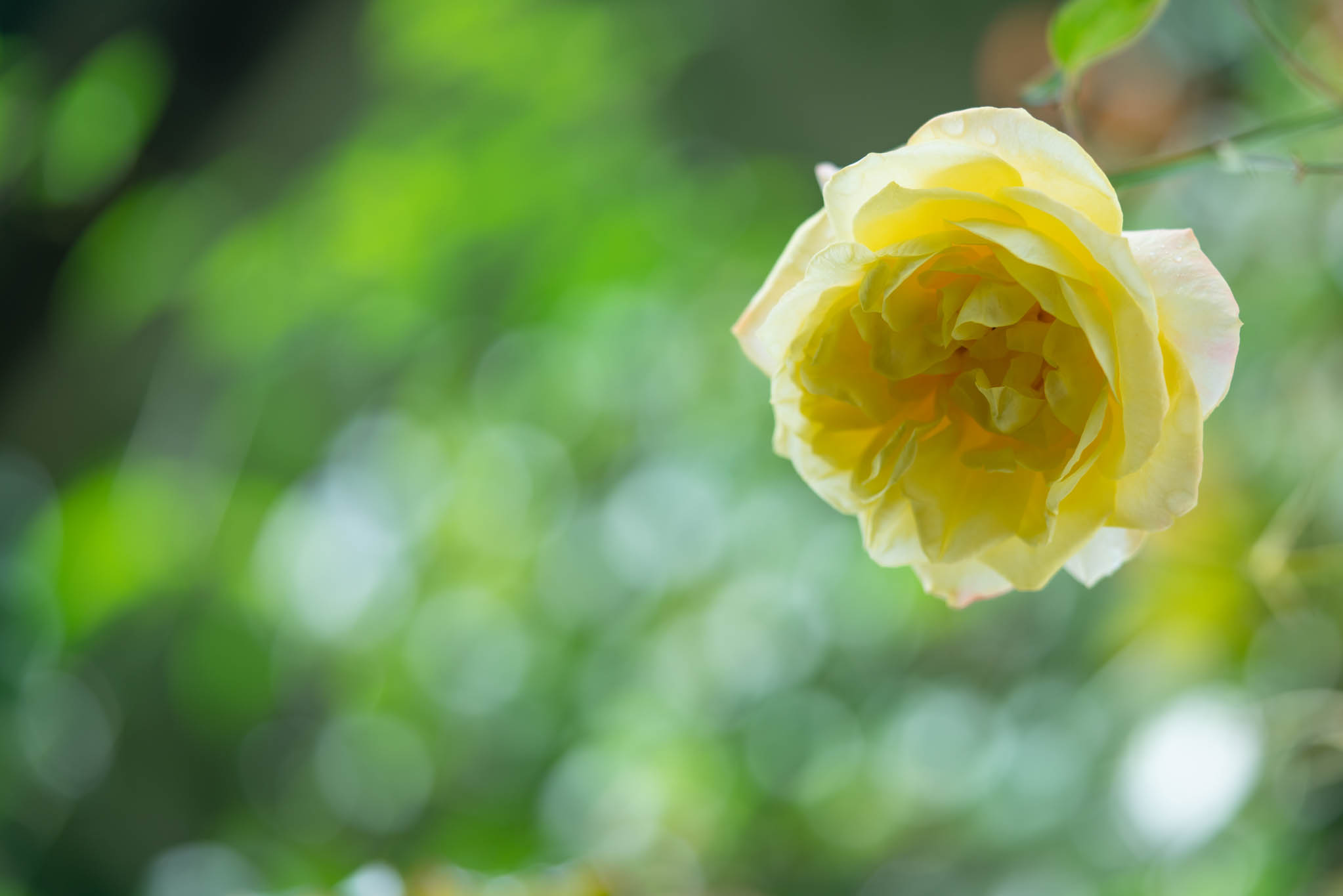 f:id:Paradisia:20191020151921j:plain