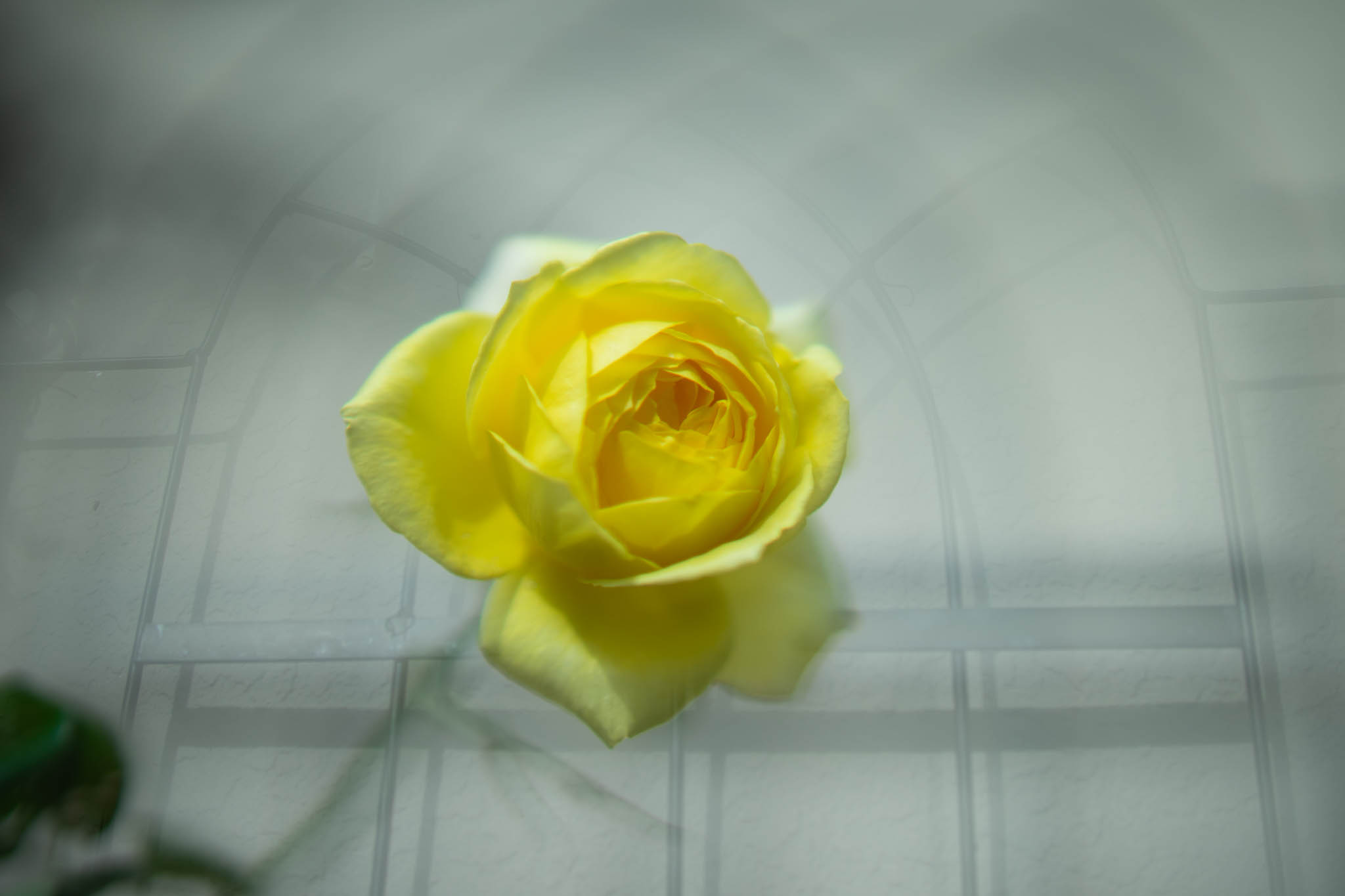 f:id:Paradisia:20191020151947j:plain