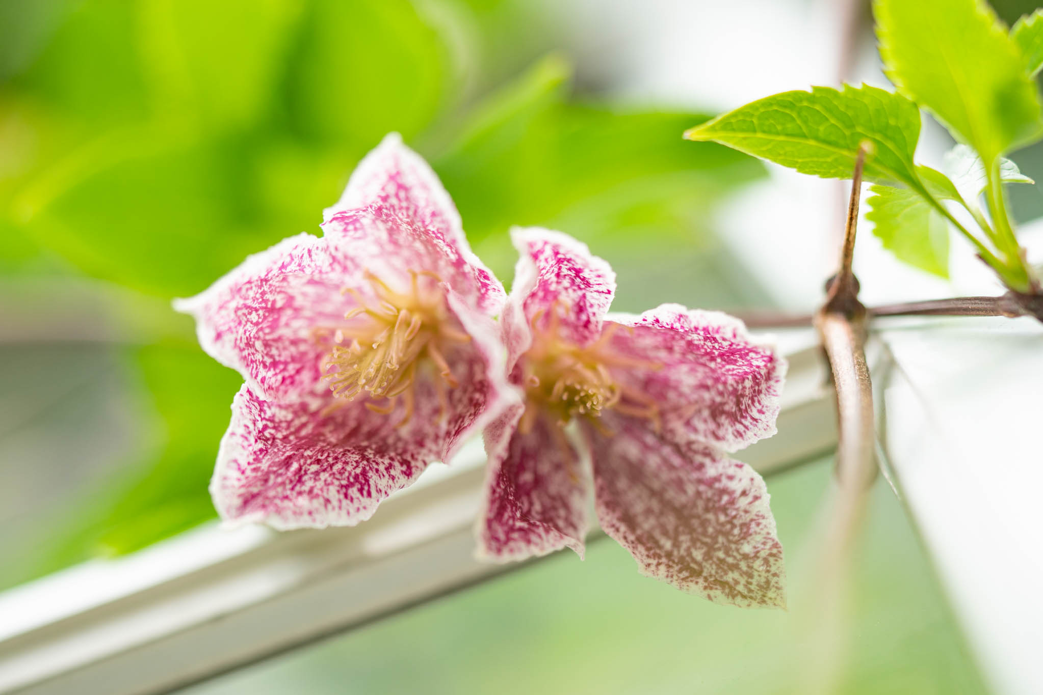 f:id:Paradisia:20191020153443j:plain f:id:Paradisia:20191020153443j:plain