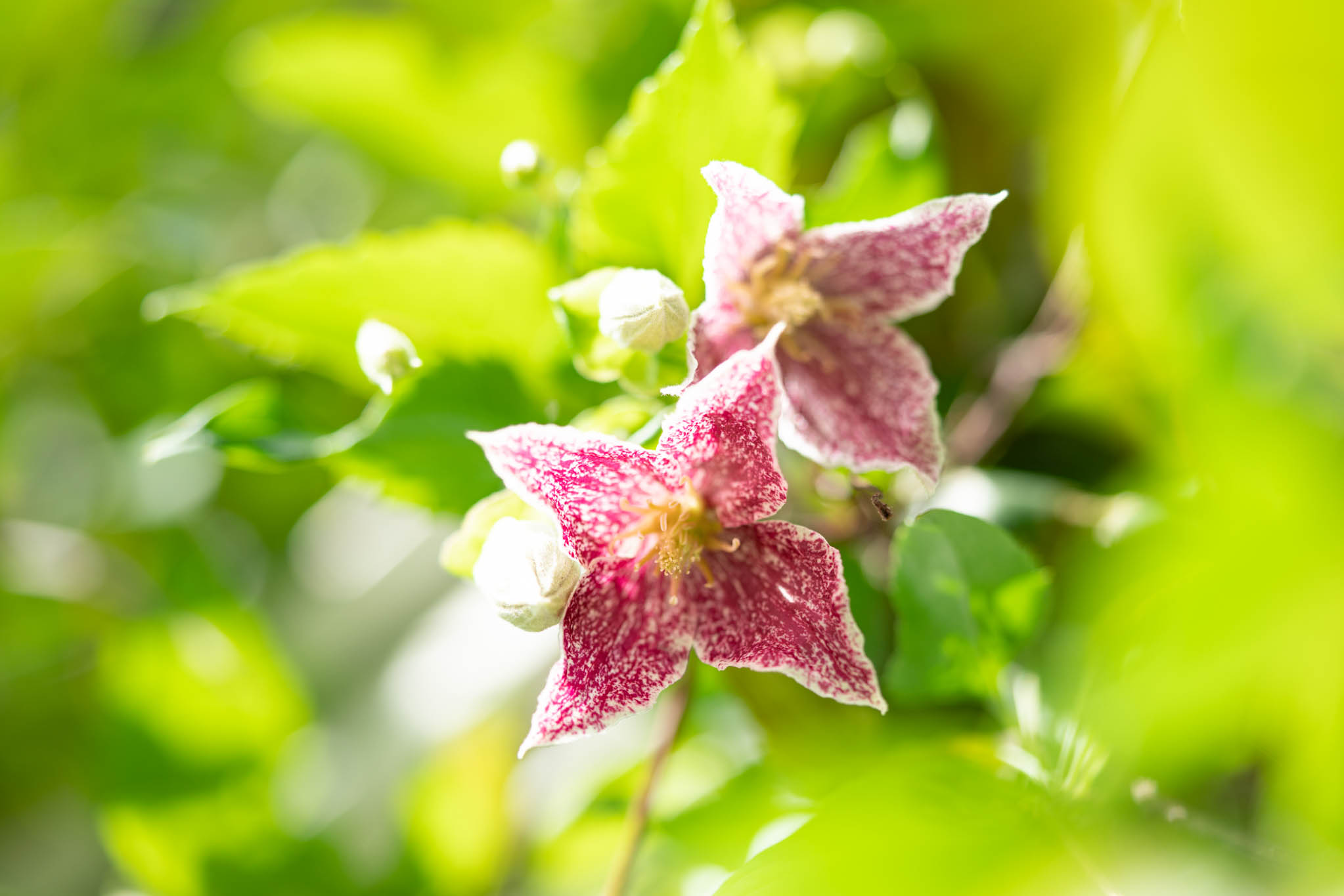 f:id:Paradisia:20191020153700j:plain f:id:Paradisia:20191020153700j:plain