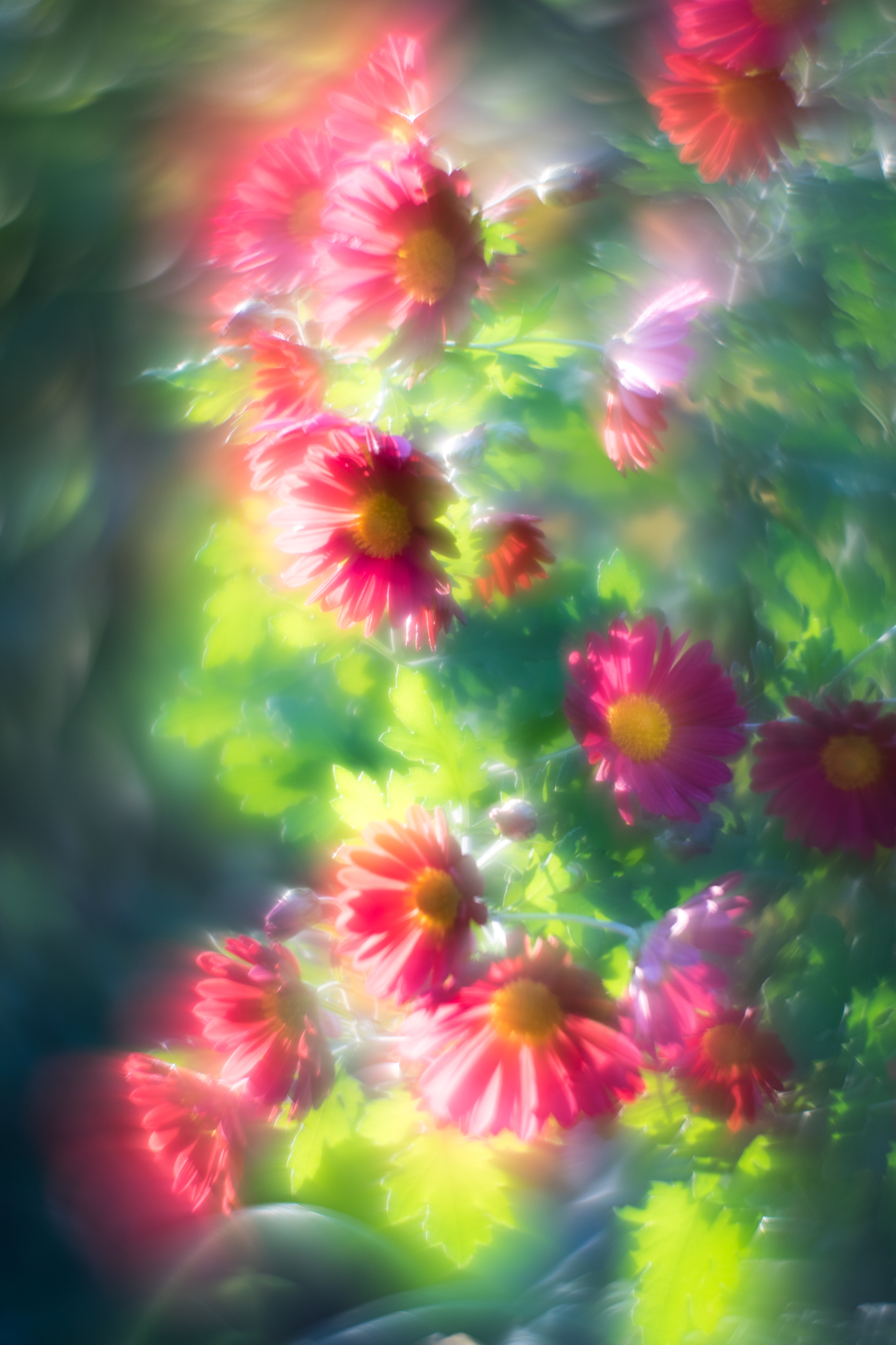 f:id:Paradisia:20191022073353j:plain