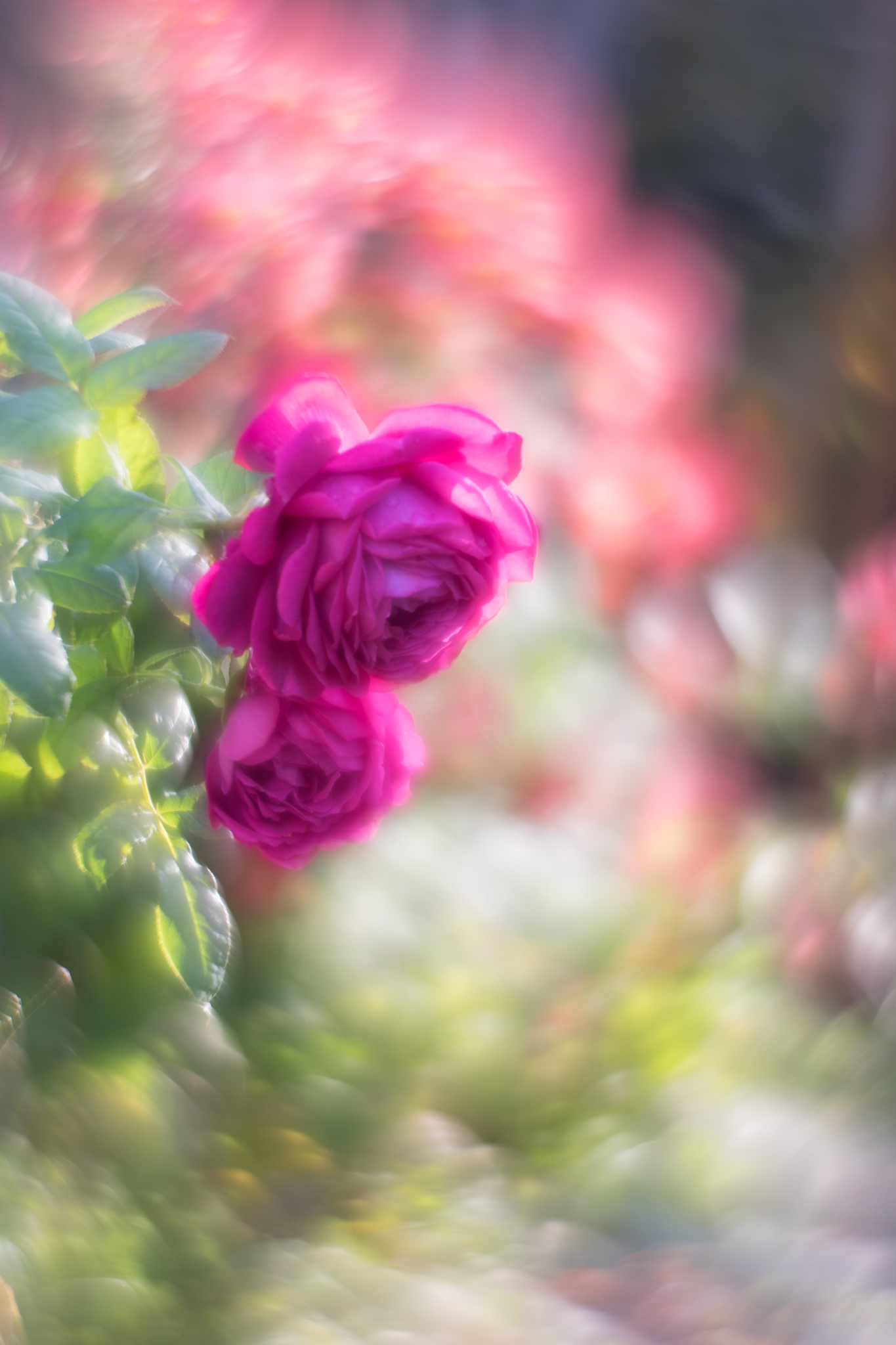 f:id:Paradisia:20191022073825j:plain f:id:Paradisia:20191022073825j:plain