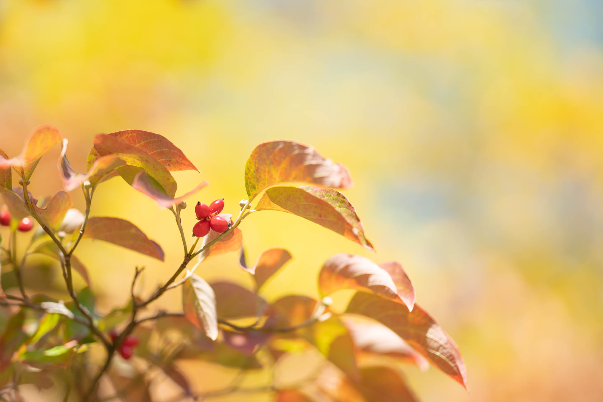 f:id:Paradisia:20191023152101j:plain