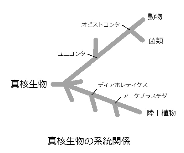 f:id:Paradisia:20191026174513j:plain f:id:Paradisia:20191026174513j:plain