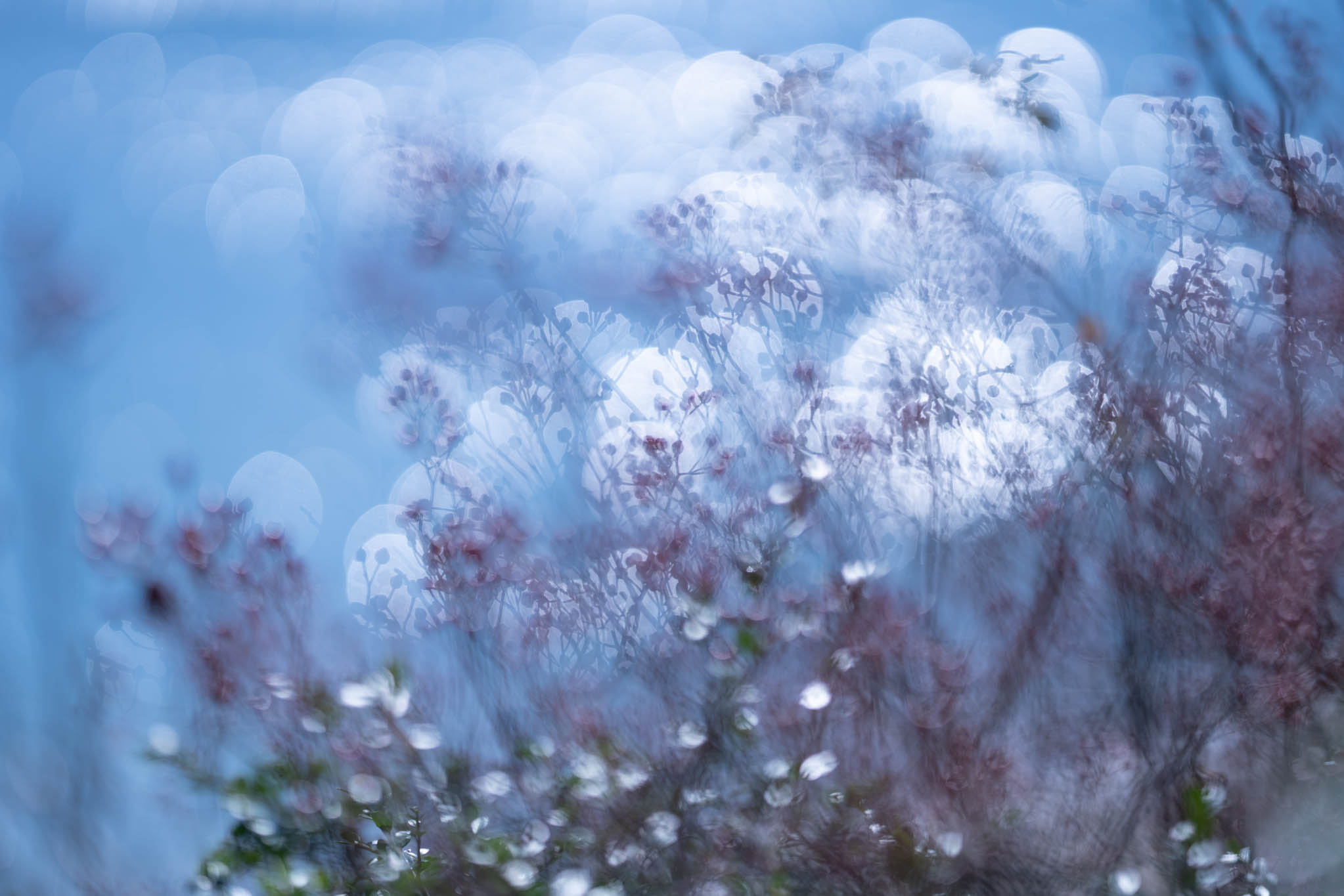 f:id:Paradisia:20191028185845j:plain