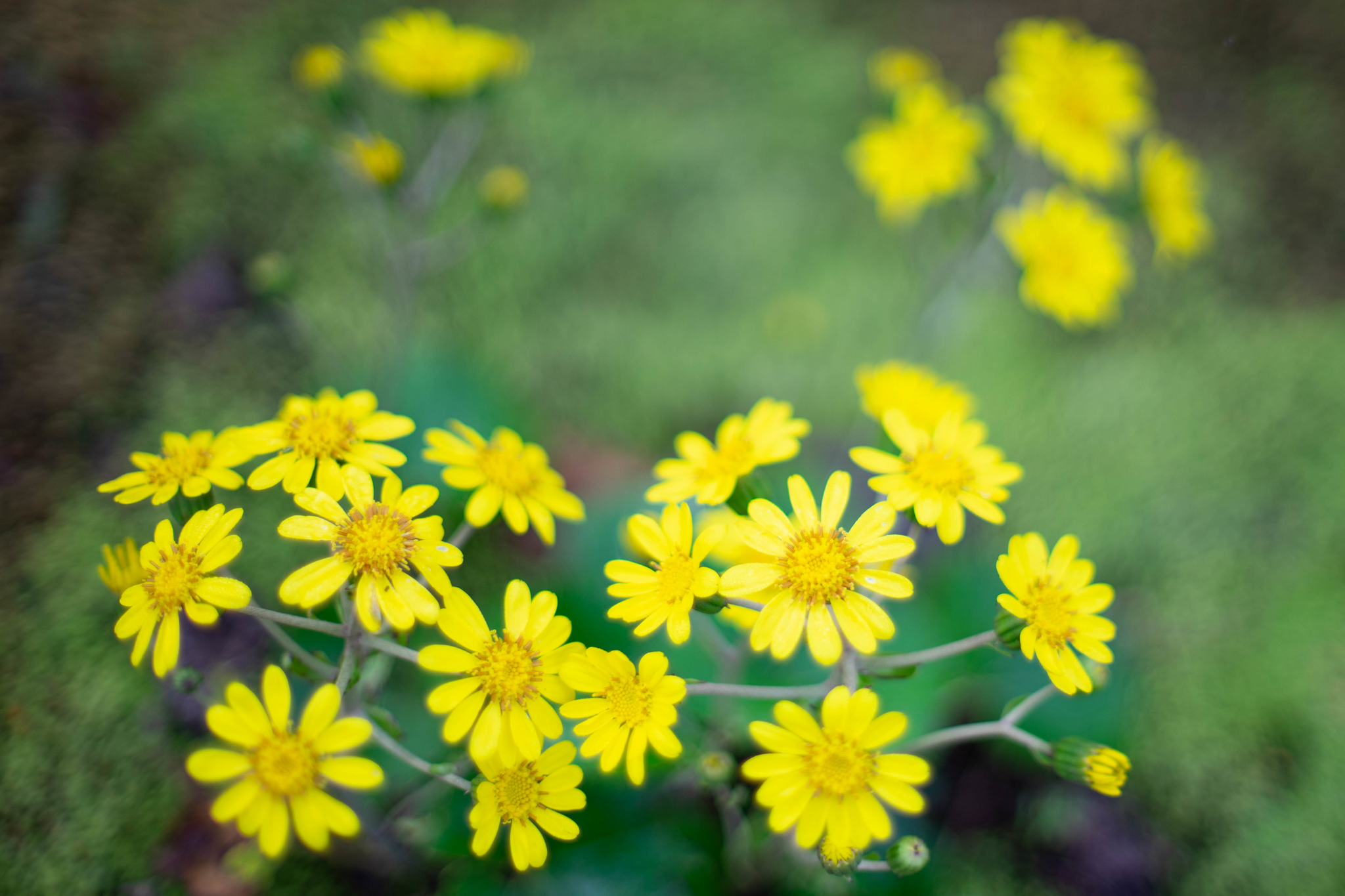 f:id:Paradisia:20191106084807j:plain f:id:Paradisia:20191106084807j:plain