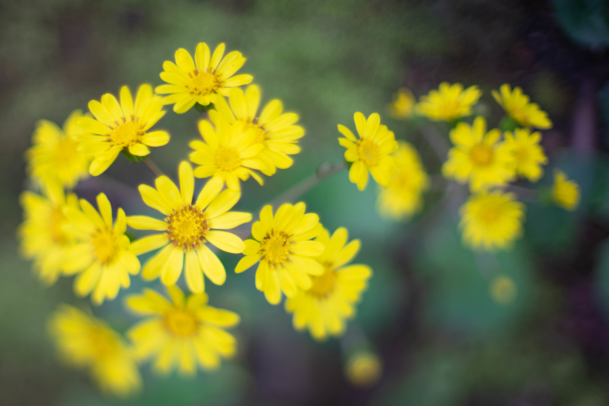 f:id:Paradisia:20191106084828j:plain f:id:Paradisia:20191106084828j:plain