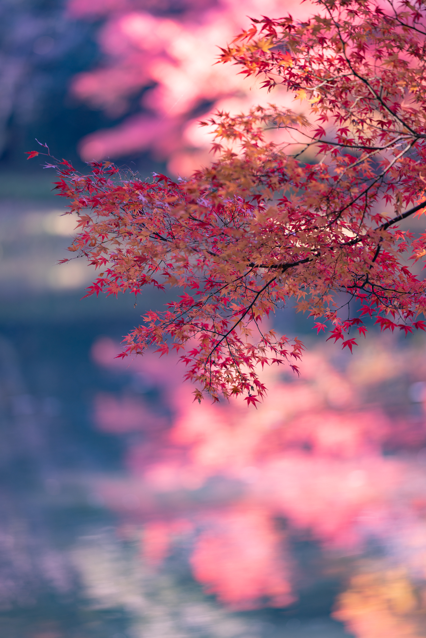 f:id:Paradisia:20191123182911j:plain f:id:Paradisia:20191123182911j:plain