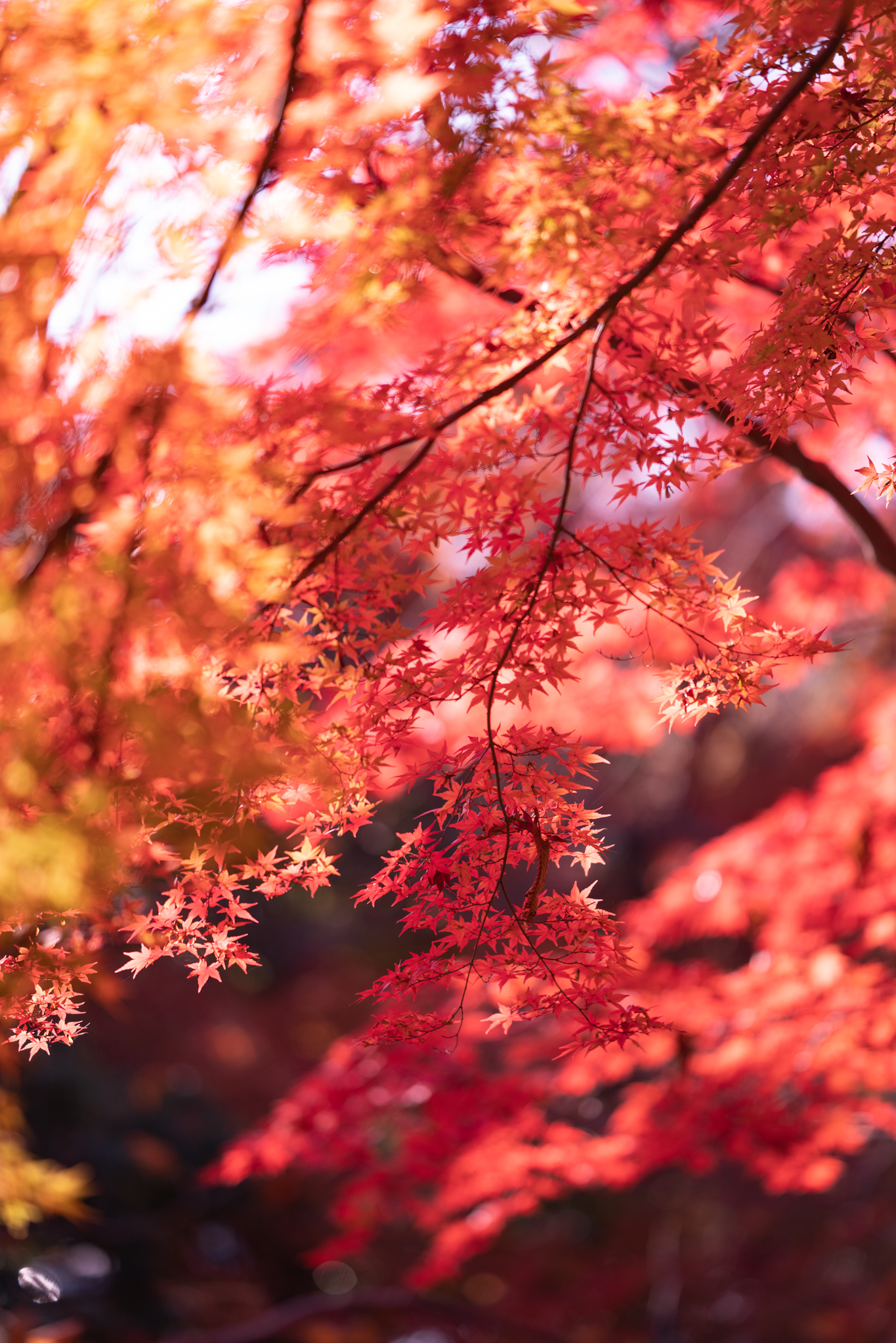 f:id:Paradisia:20191123183025j:plain f:id:Paradisia:20191123183025j:plain