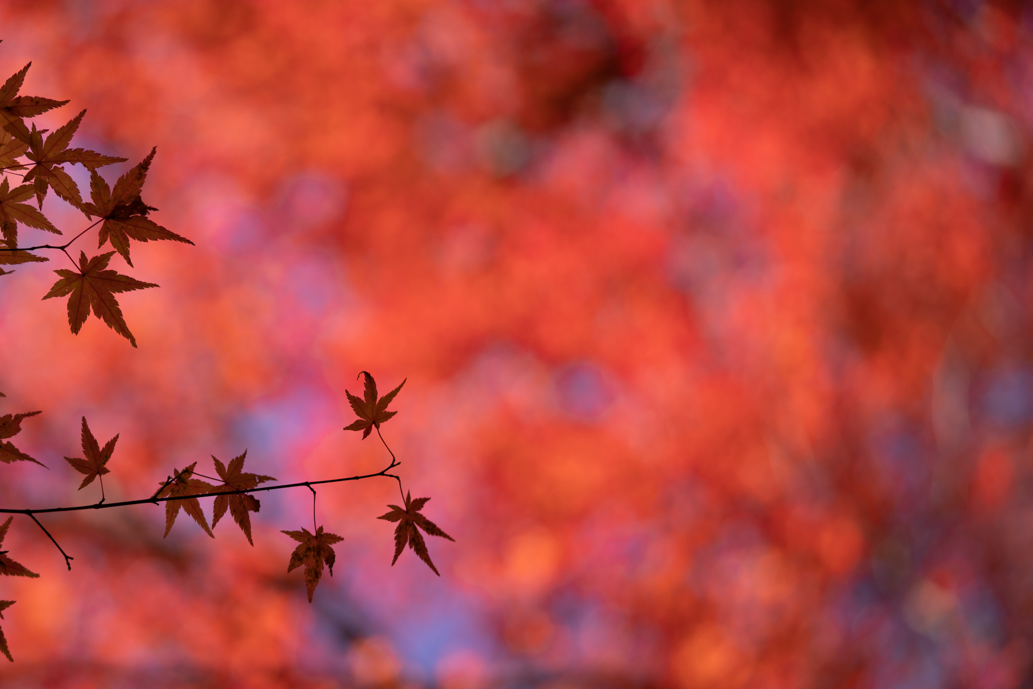 f:id:Paradisia:20191124070105j:plain f:id:Paradisia:20191124070105j:plain