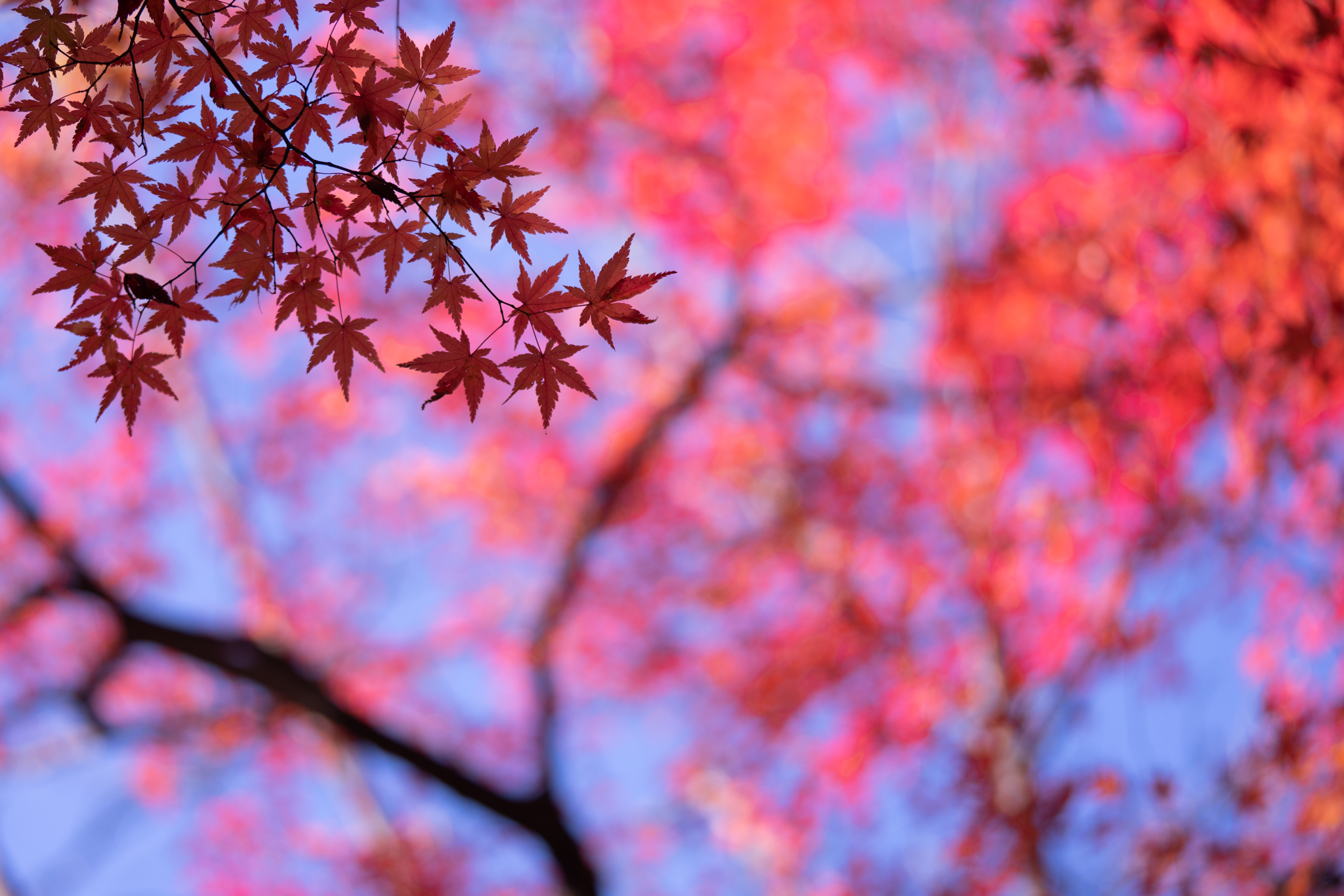 f:id:Paradisia:20191124070115j:plain f:id:Paradisia:20191124070115j:plain