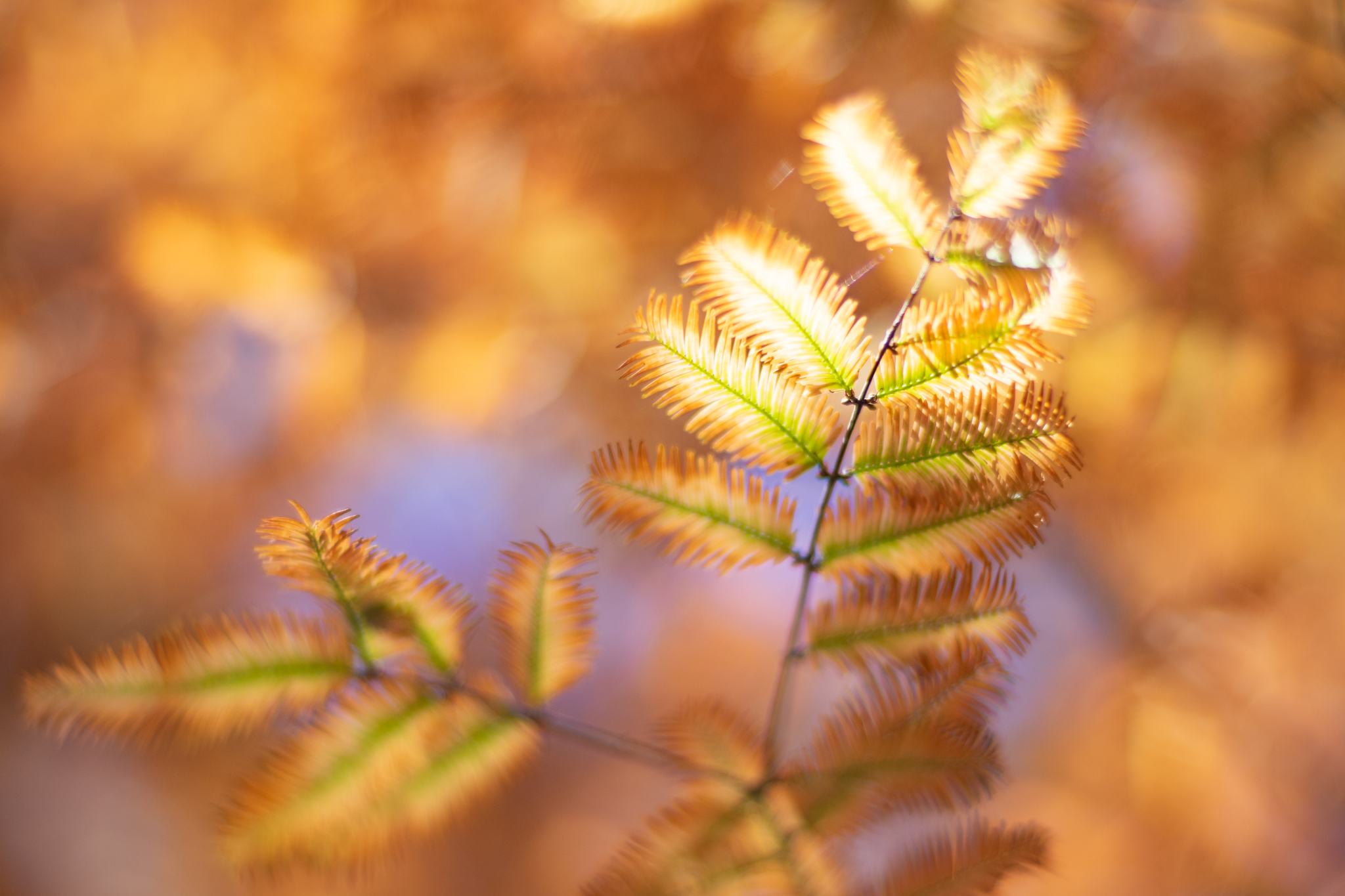 f:id:Paradisia:20191125171401j:plain f:id:Paradisia:20191125171401j:plain