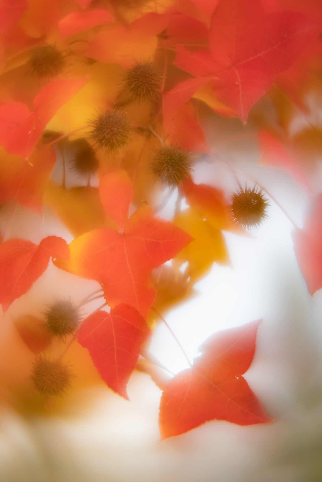 f:id:Paradisia:20191128072902j:plain