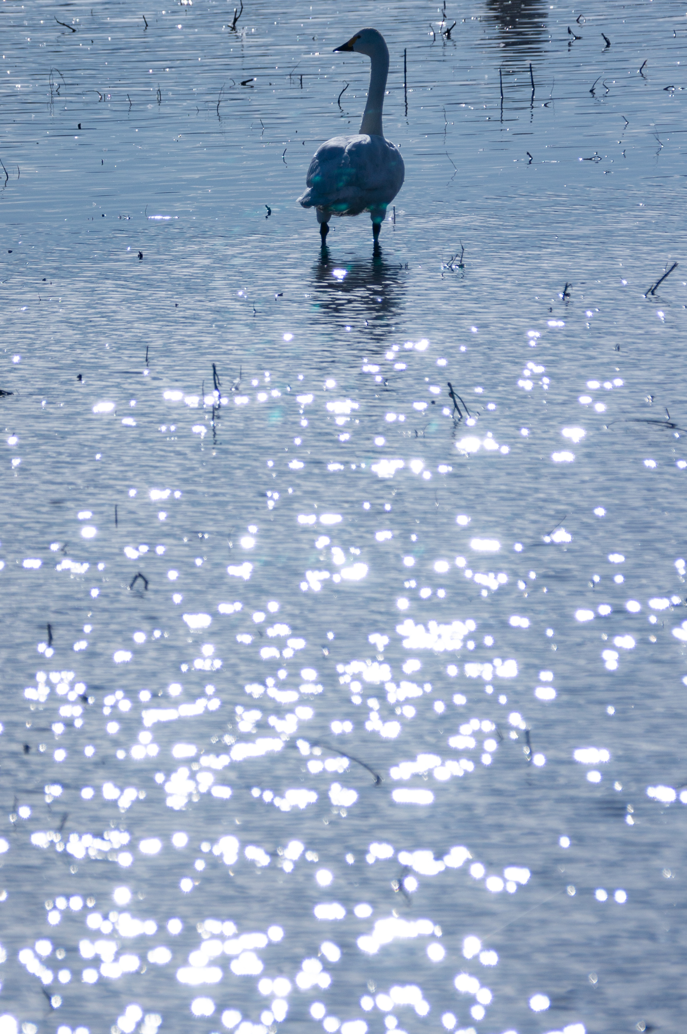 f:id:Paradisia:20191201123613j:plain