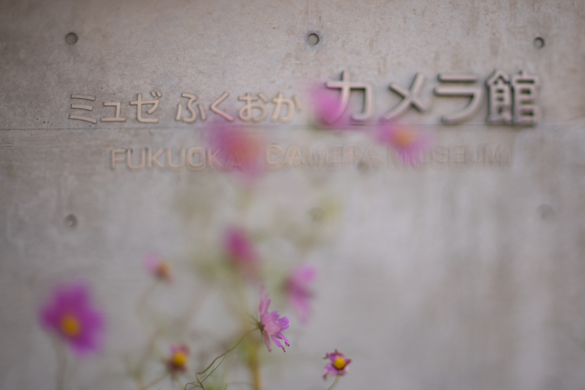 f:id:Paradisia:20191208174509j:plain f:id:Paradisia:20191208174509j:plain