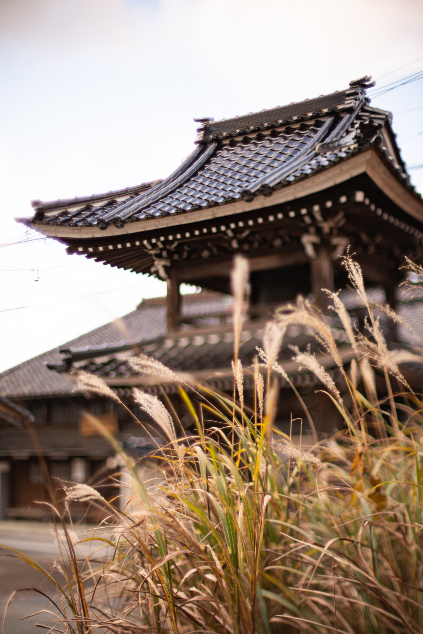 f:id:Paradisia:20191208185645j:plain
