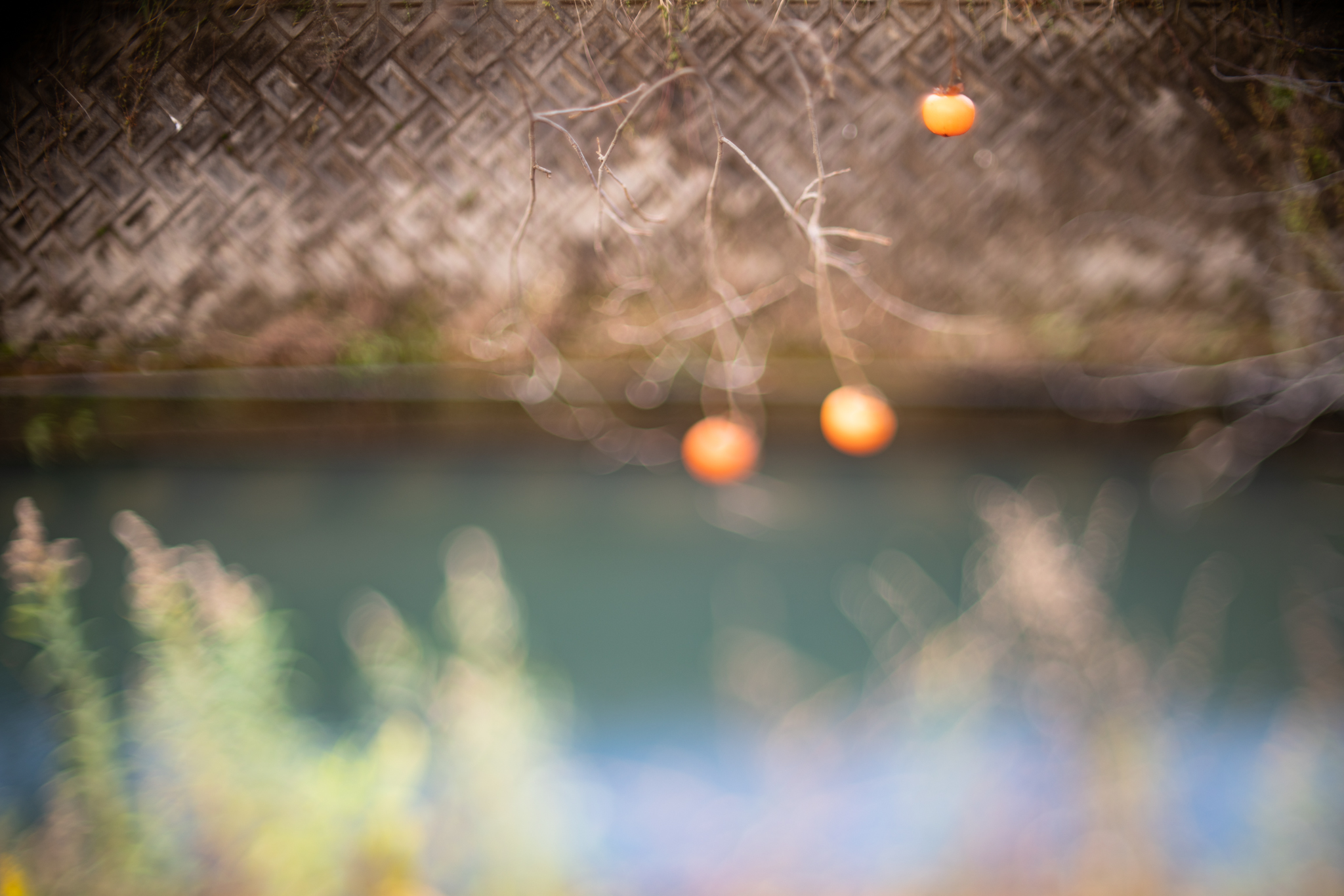 f:id:Paradisia:20191208190110j:plain
