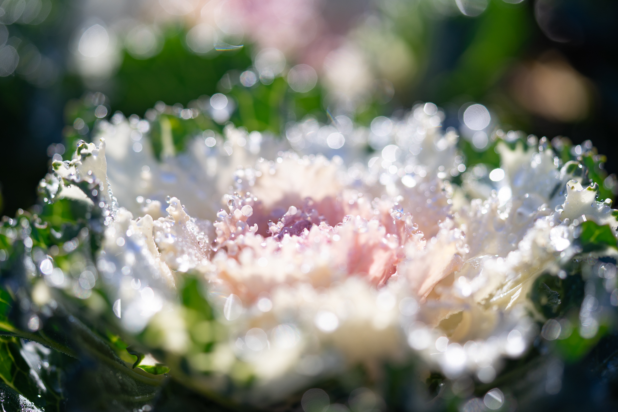 f:id:Paradisia:20191211163132j:plain