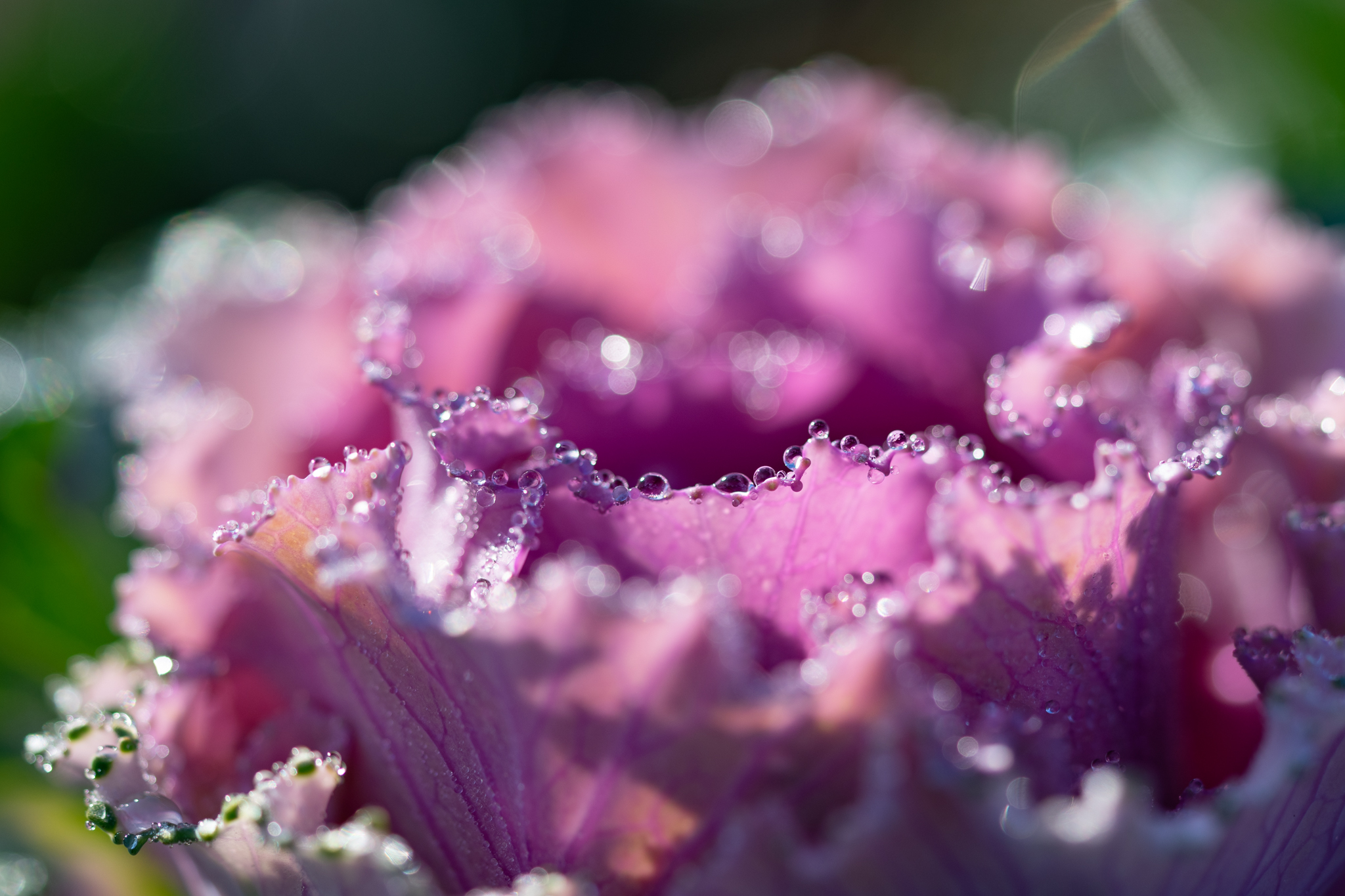 f:id:Paradisia:20191211163145j:plain
