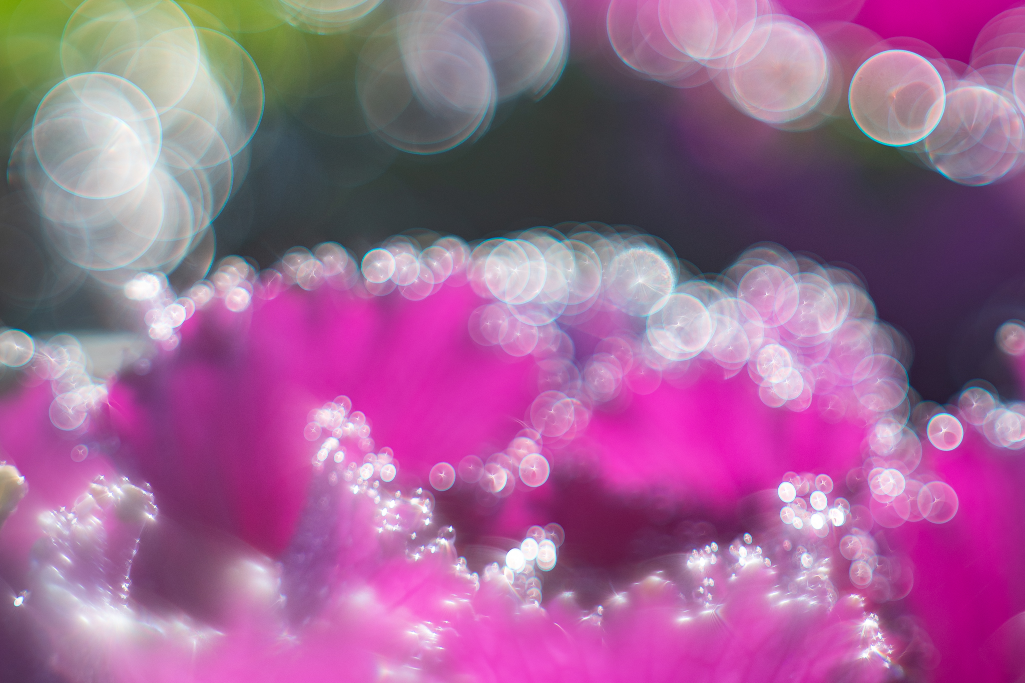 f:id:Paradisia:20191211164327j:plain