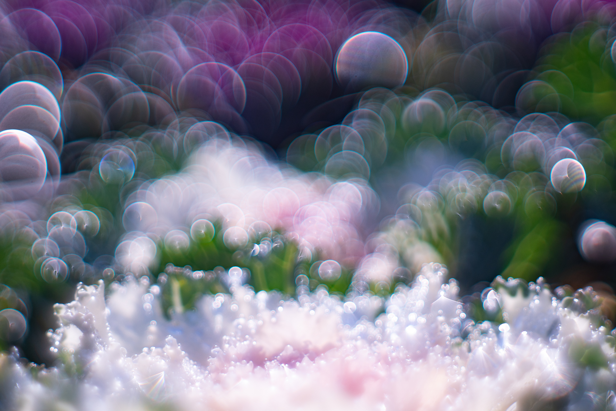 f:id:Paradisia:20191211164342j:plain