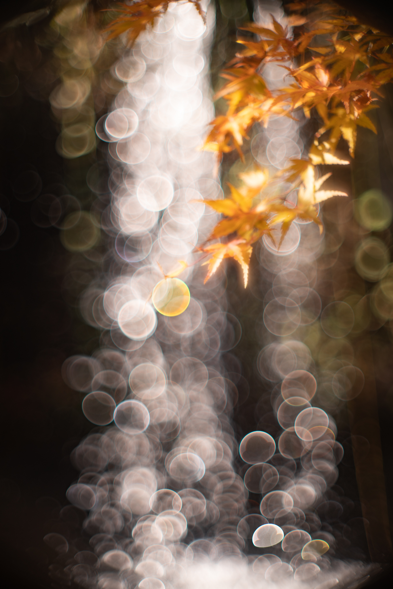 f:id:Paradisia:20191212081141j:plain