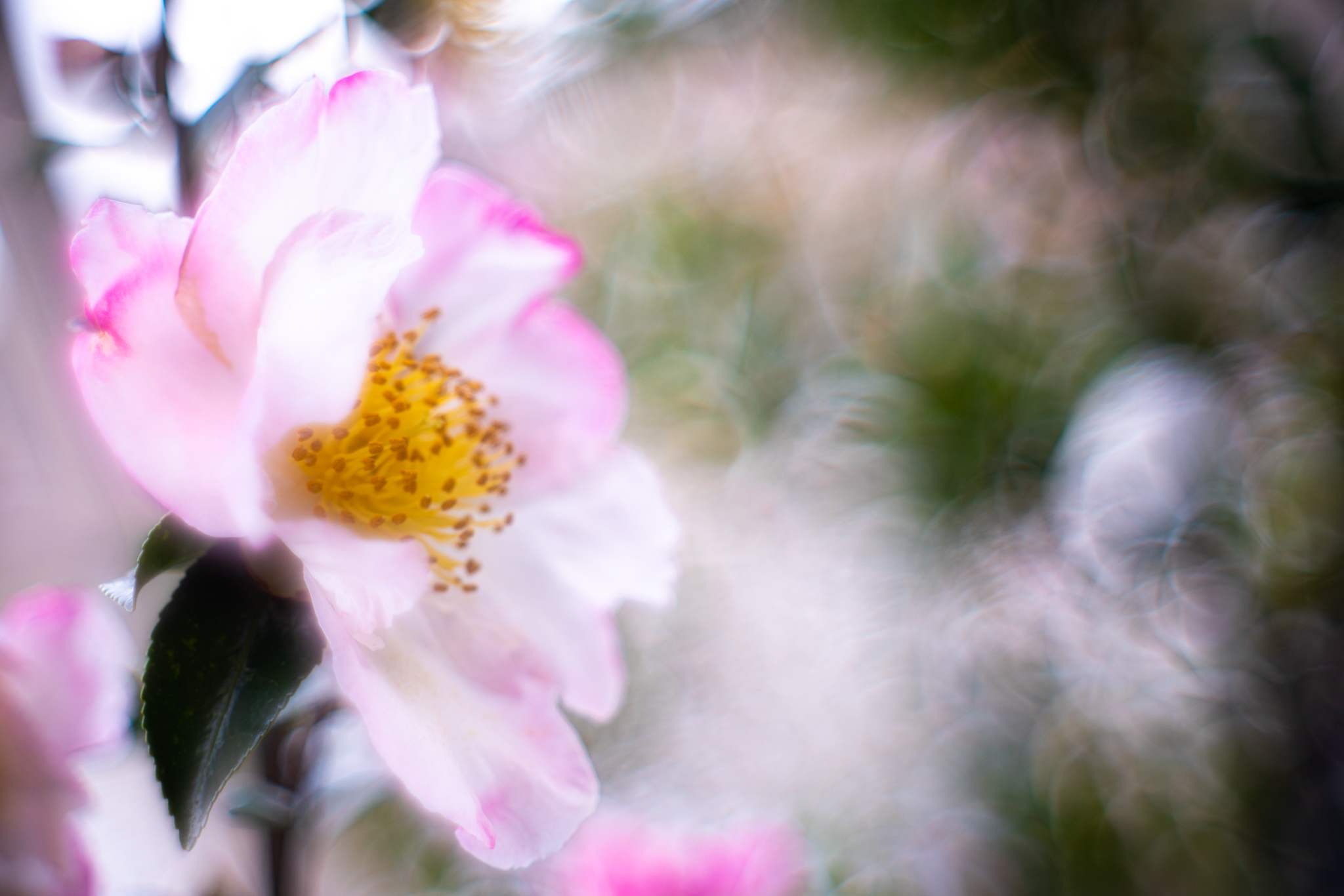 f:id:Paradisia:20191214190010j:plain