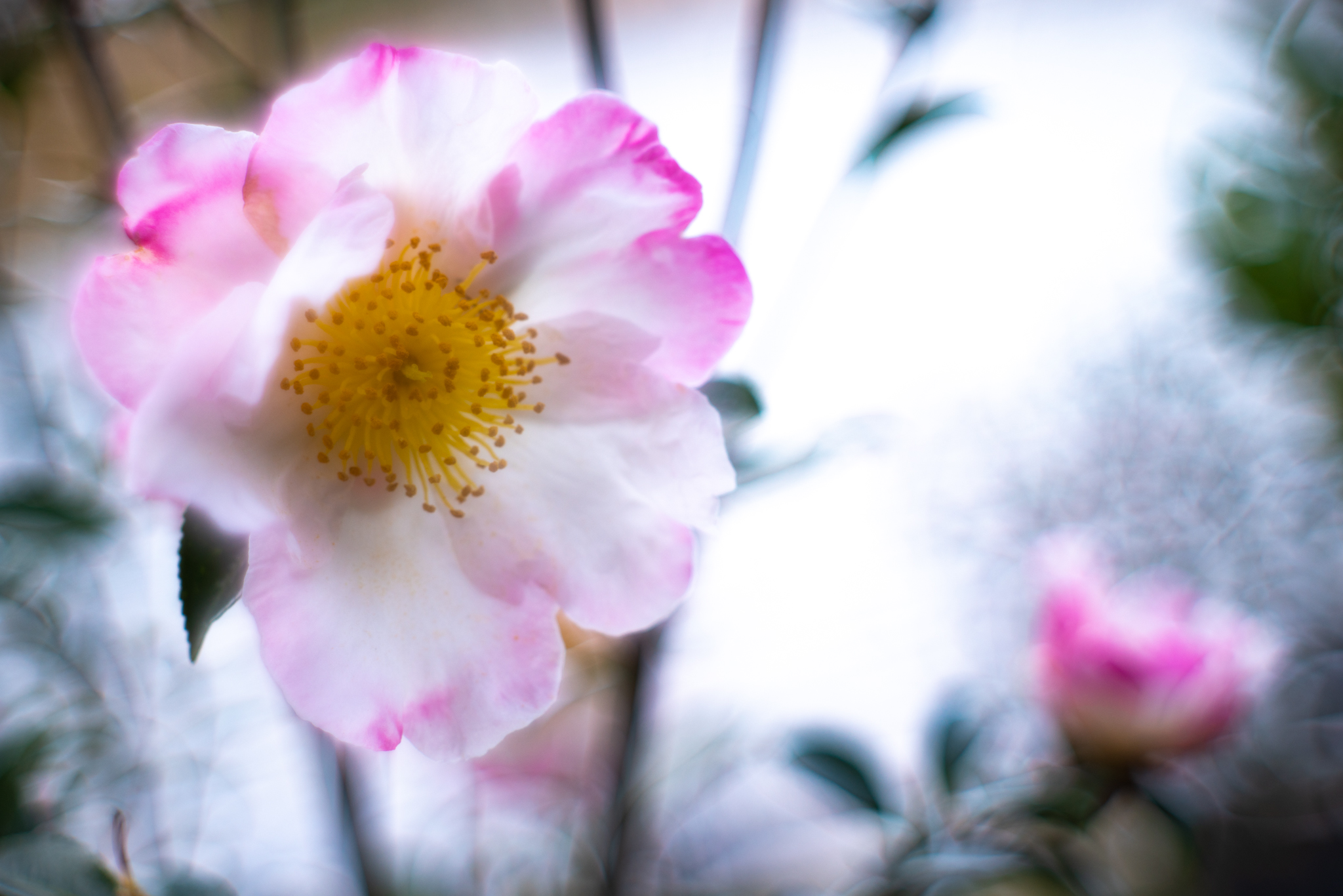 f:id:Paradisia:20191214190024j:plain
