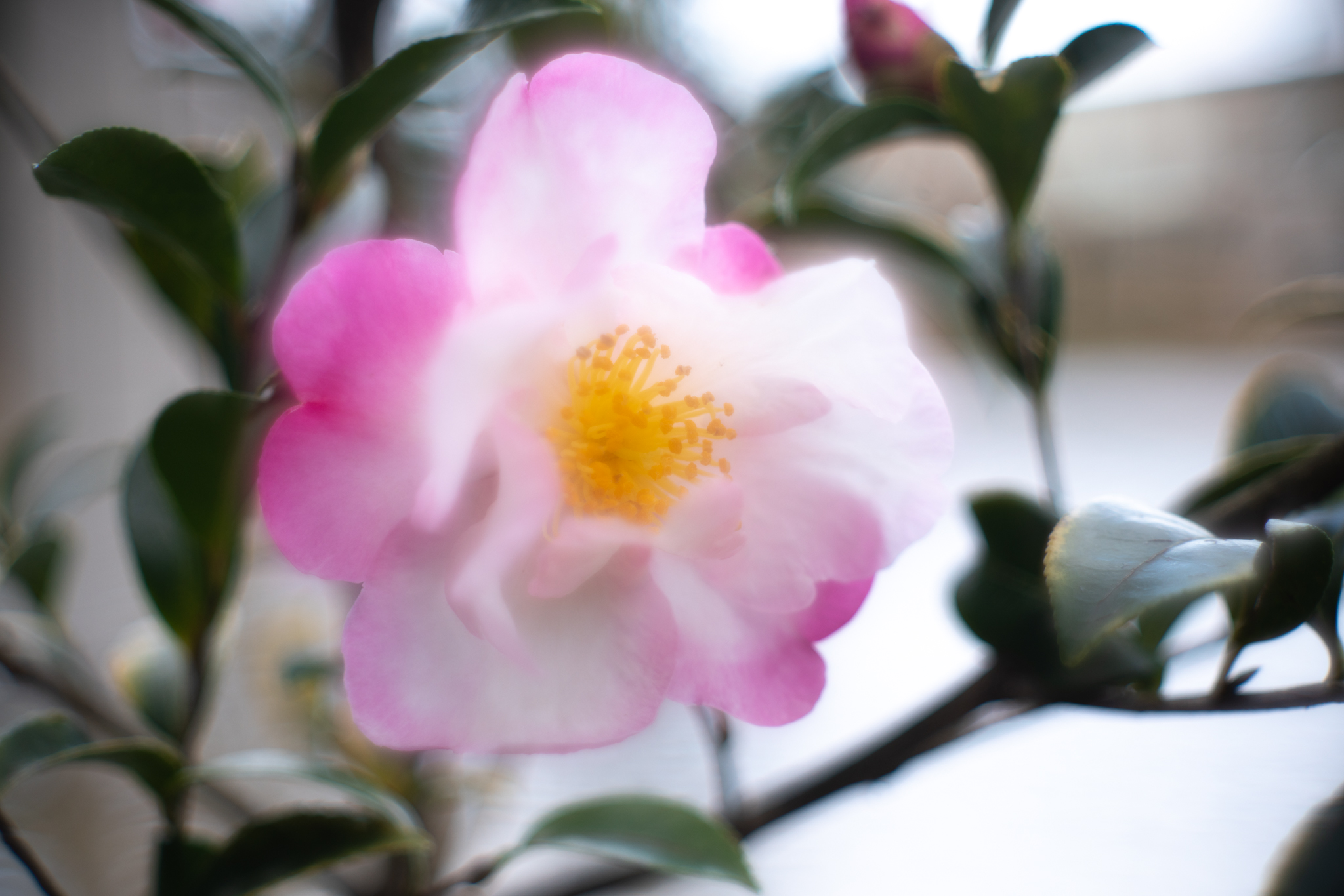 f:id:Paradisia:20191214190106j:plain