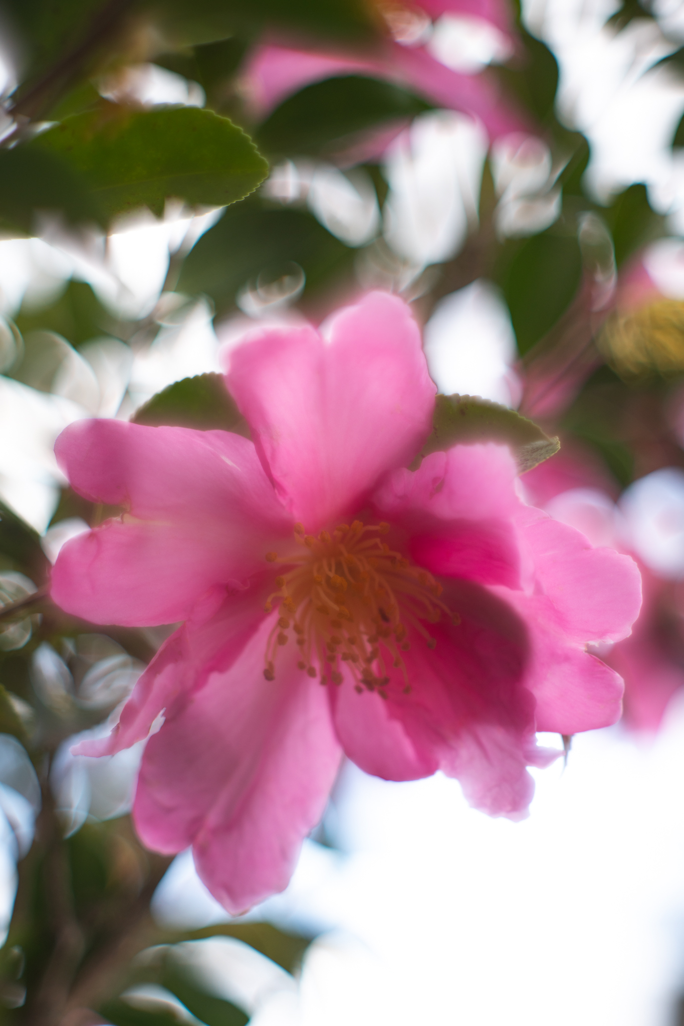 f:id:Paradisia:20191214190241j:plain