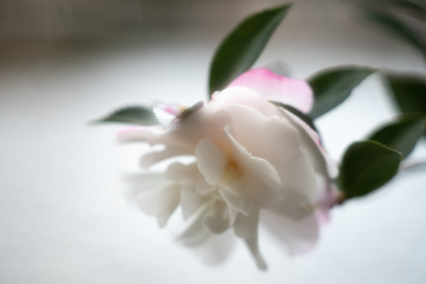 f:id:Paradisia:20191214190318j:plain