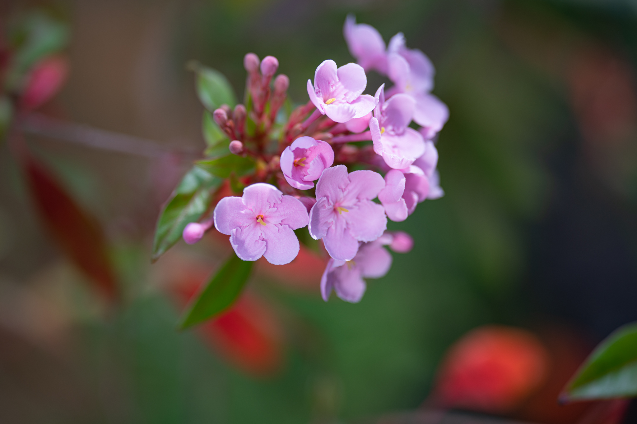 f:id:Paradisia:20191216180031j:plain f:id:Paradisia:20191216180031j:plain
