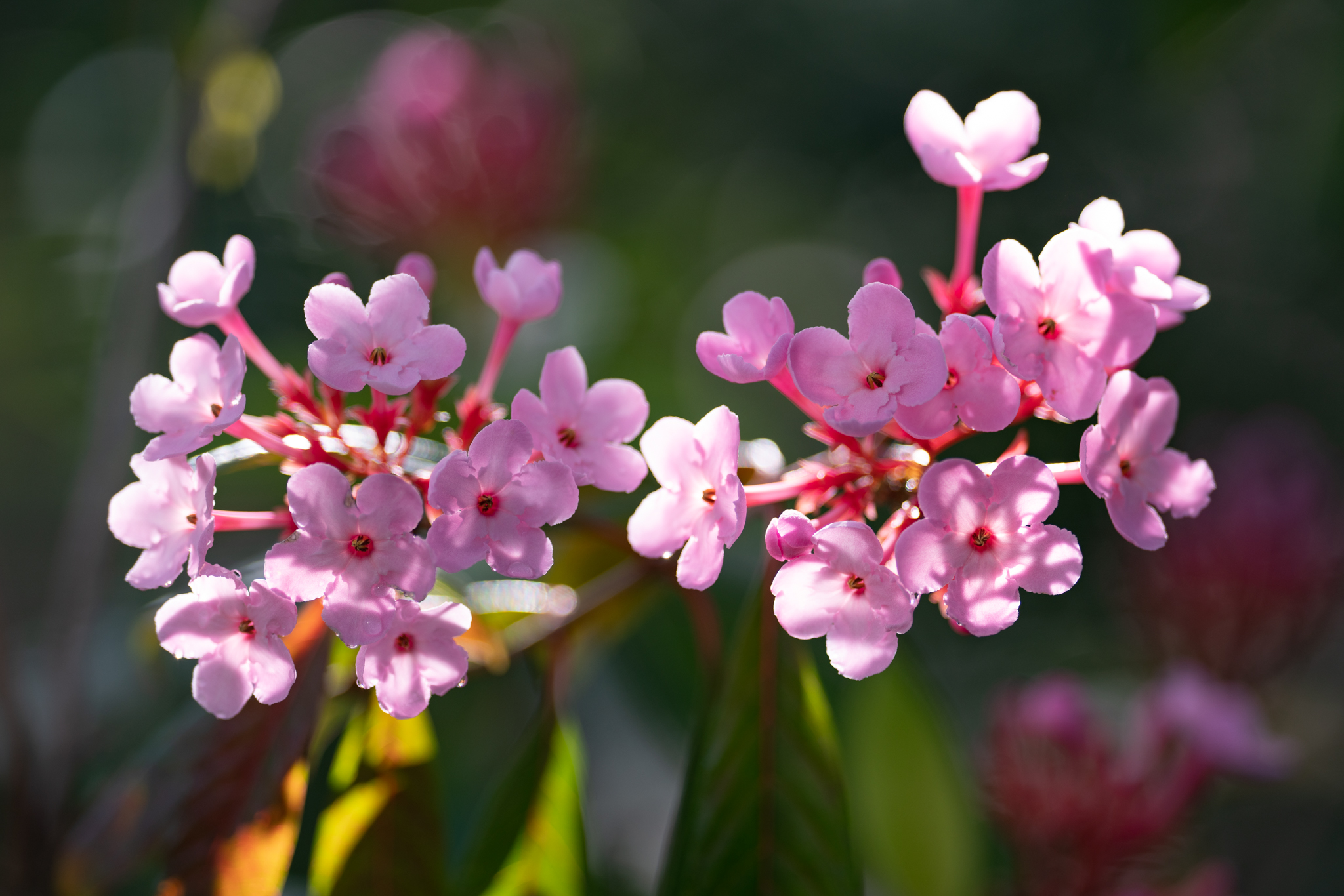 f:id:Paradisia:20191216180115j:plain f:id:Paradisia:20191216180115j:plain
