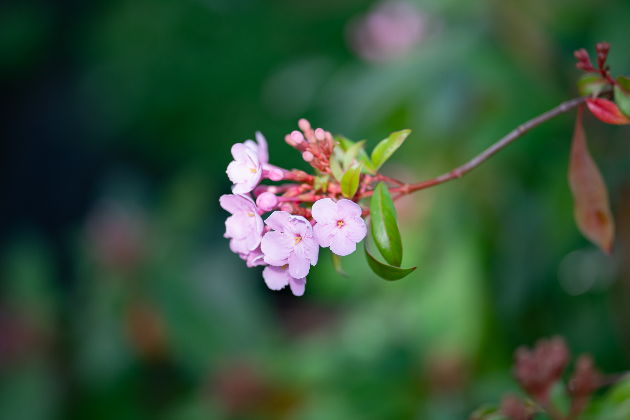 f:id:Paradisia:20191216180409j:plain f:id:Paradisia:20191216180409j:plain
