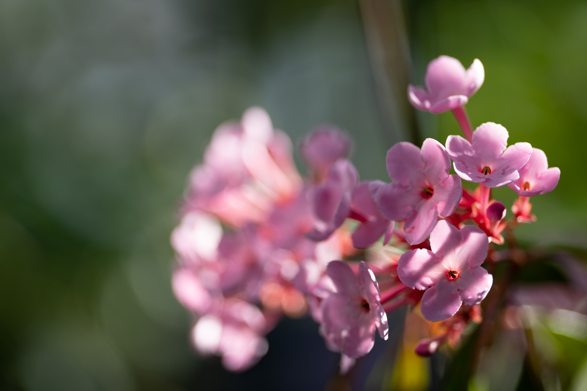 f:id:Paradisia:20191216180613j:plain f:id:Paradisia:20191216180613j:plain