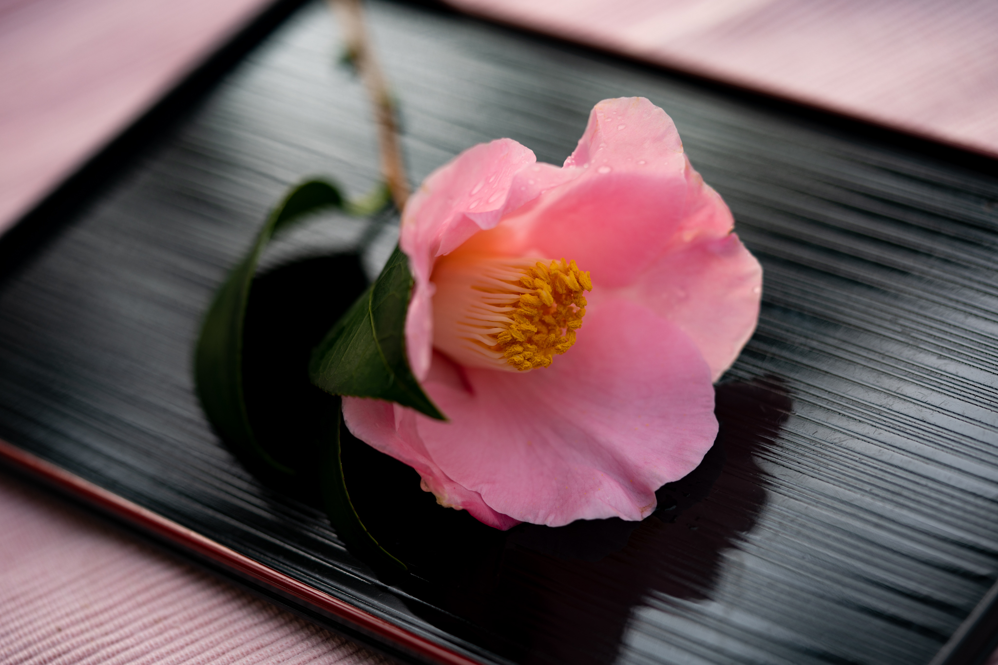 f:id:Paradisia:20191219095559j:plain f:id:Paradisia:20191219095559j:plain