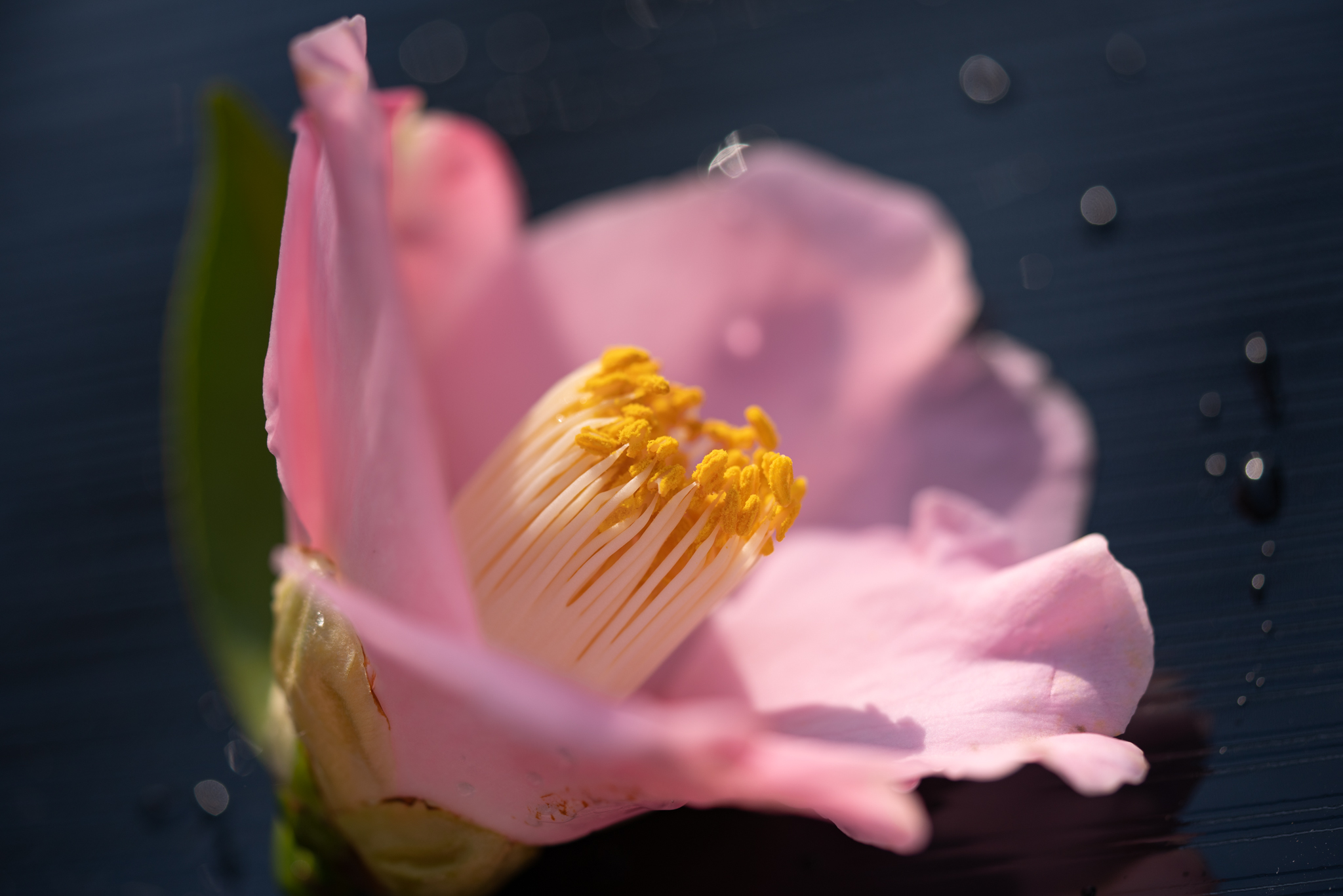 f:id:Paradisia:20191219095742j:plain f:id:Paradisia:20191219095742j:plain