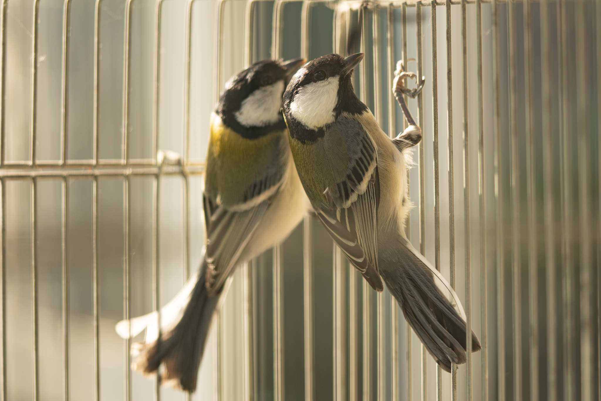 ペアで迷い込んできたシジュウカラ 光と風と薔薇と