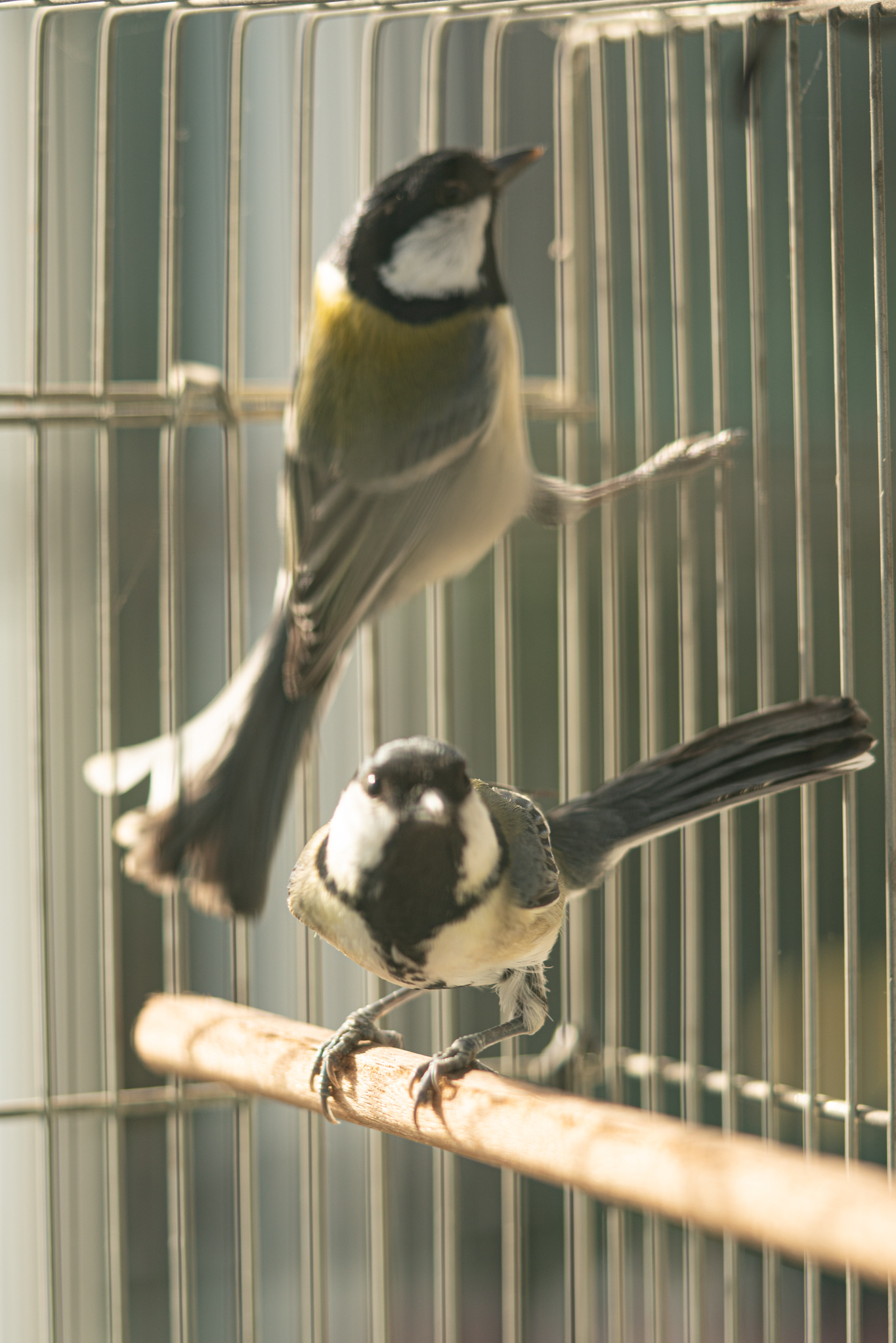 f:id:Paradisia:20191219142851j:plain f:id:Paradisia:20191219142851j:plain