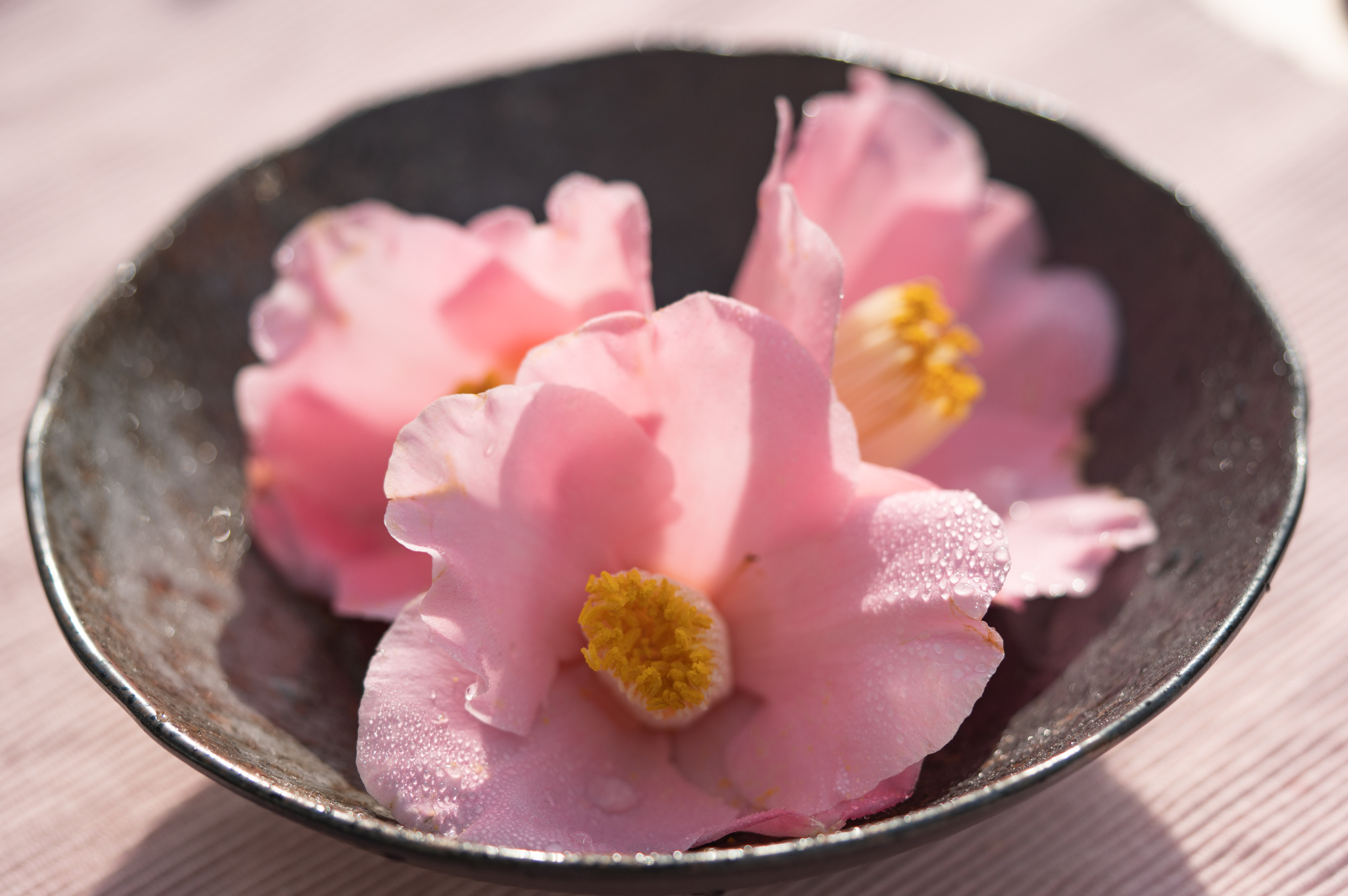 f:id:Paradisia:20191219161859j:plain f:id:Paradisia:20191219161859j:plain