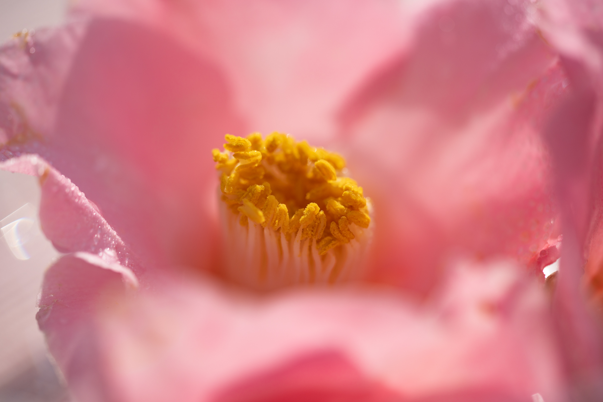 f:id:Paradisia:20191219162223j:plain f:id:Paradisia:20191219162223j:plain