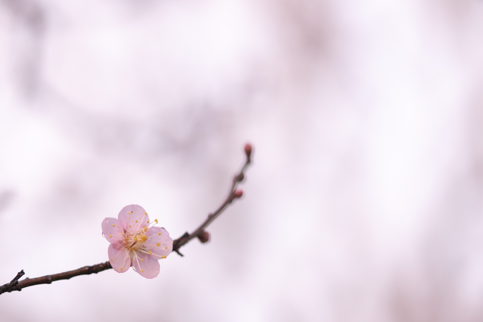 f:id:Paradisia:20191222122104j:plain