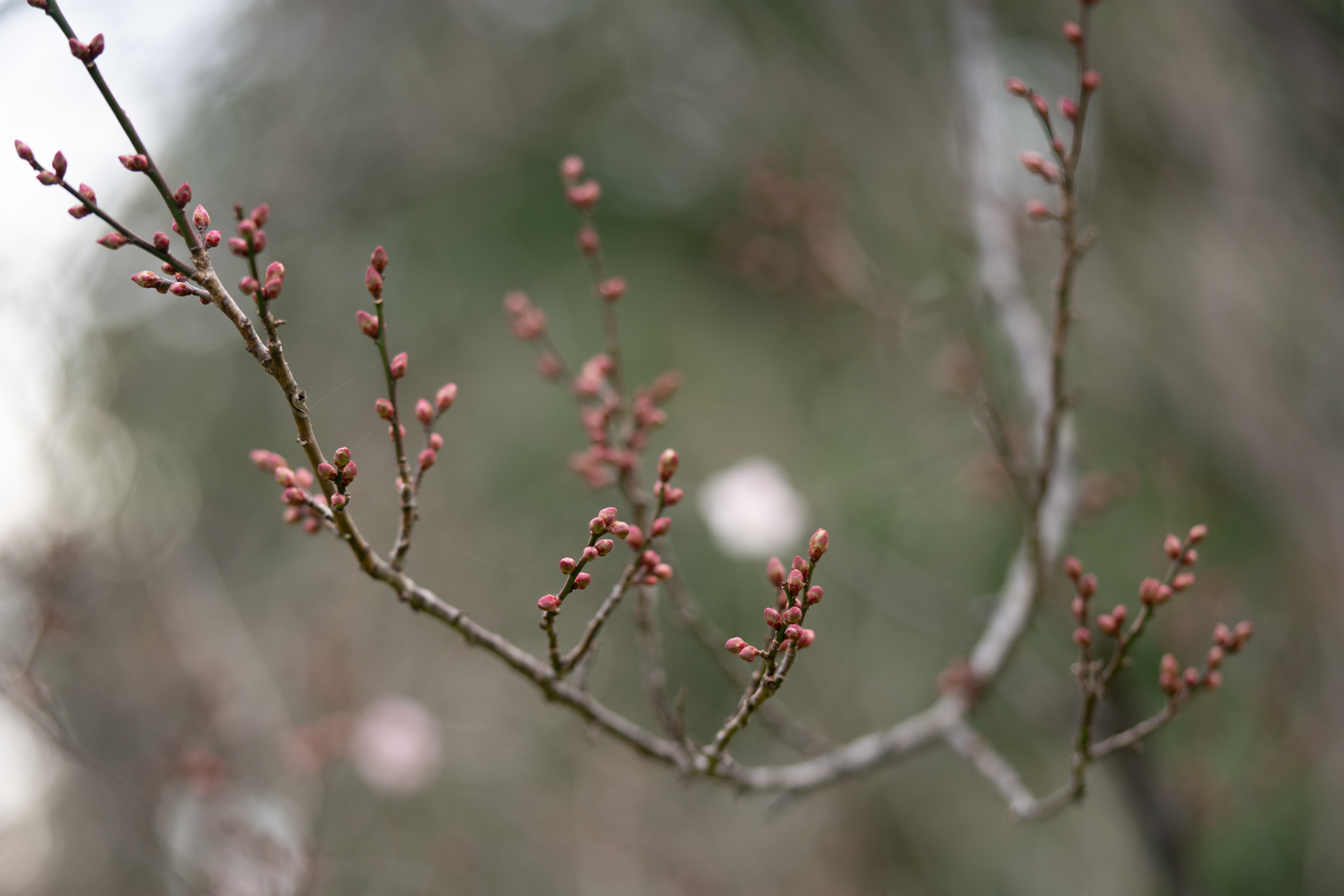 f:id:Paradisia:20191222122245j:plain
