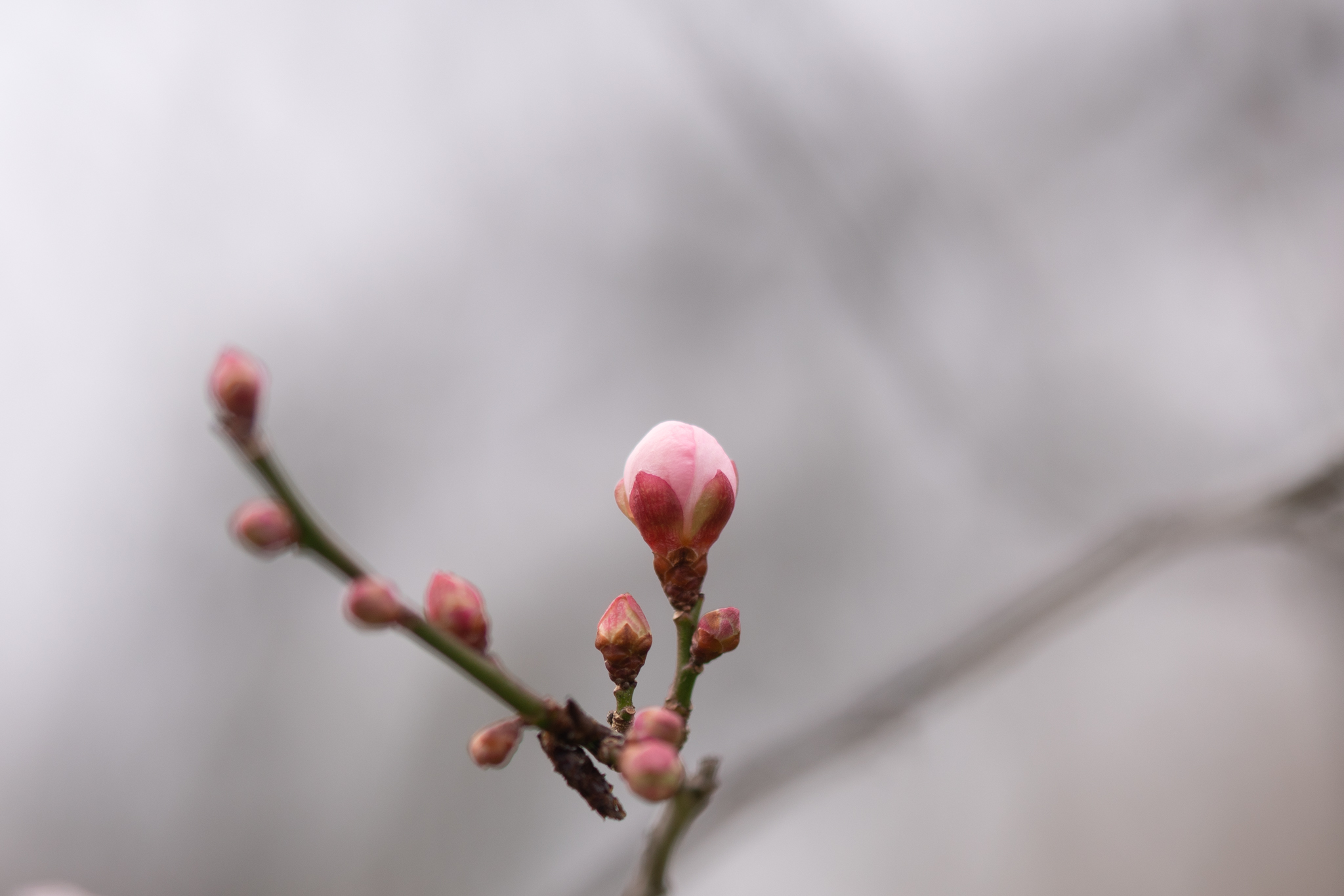 f:id:Paradisia:20191222122300j:plain