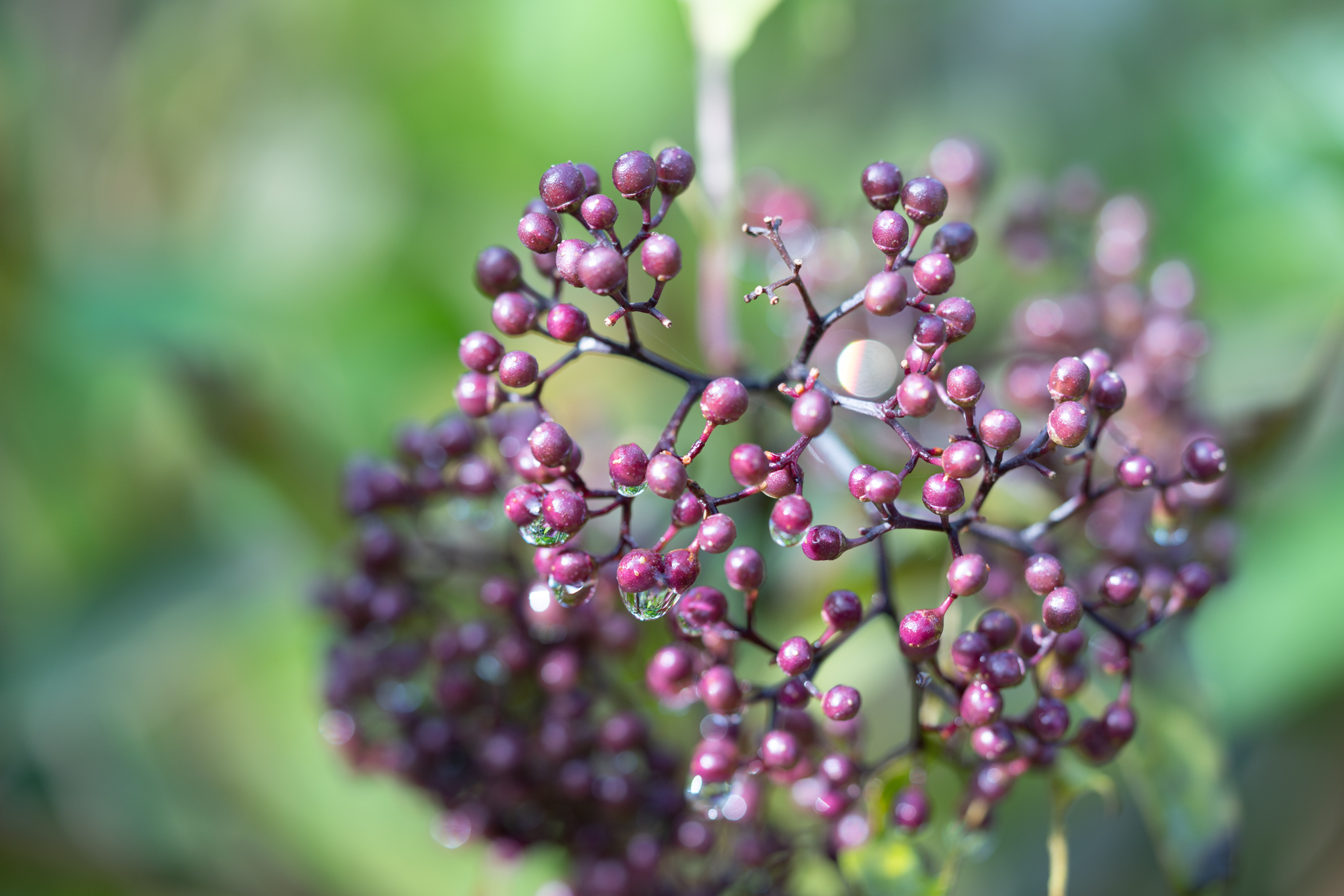 f:id:Paradisia:20191222175133j:plain f:id:Paradisia:20191222175133j:plain