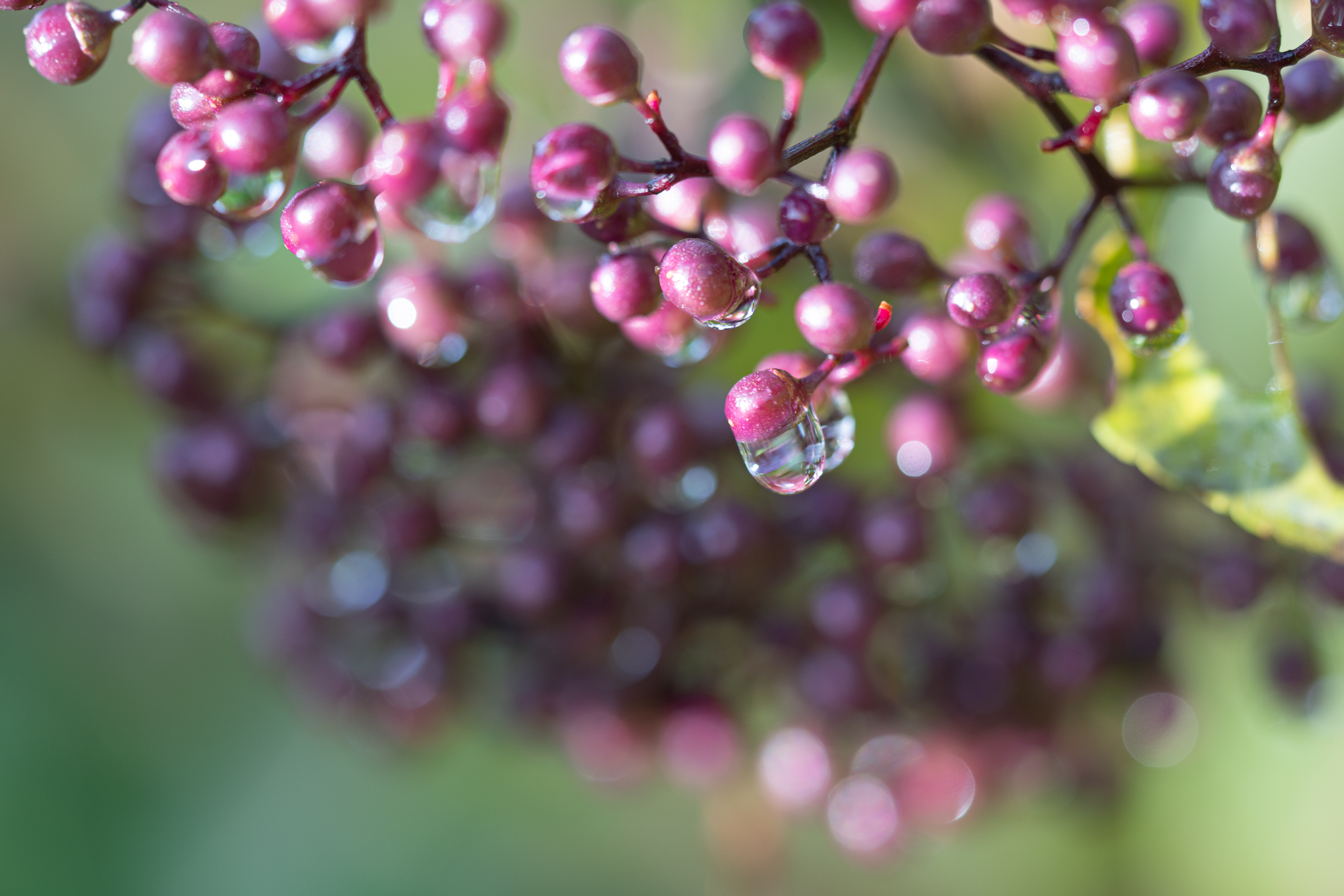 f:id:Paradisia:20191222175200j:plain f:id:Paradisia:20191222175200j:plain