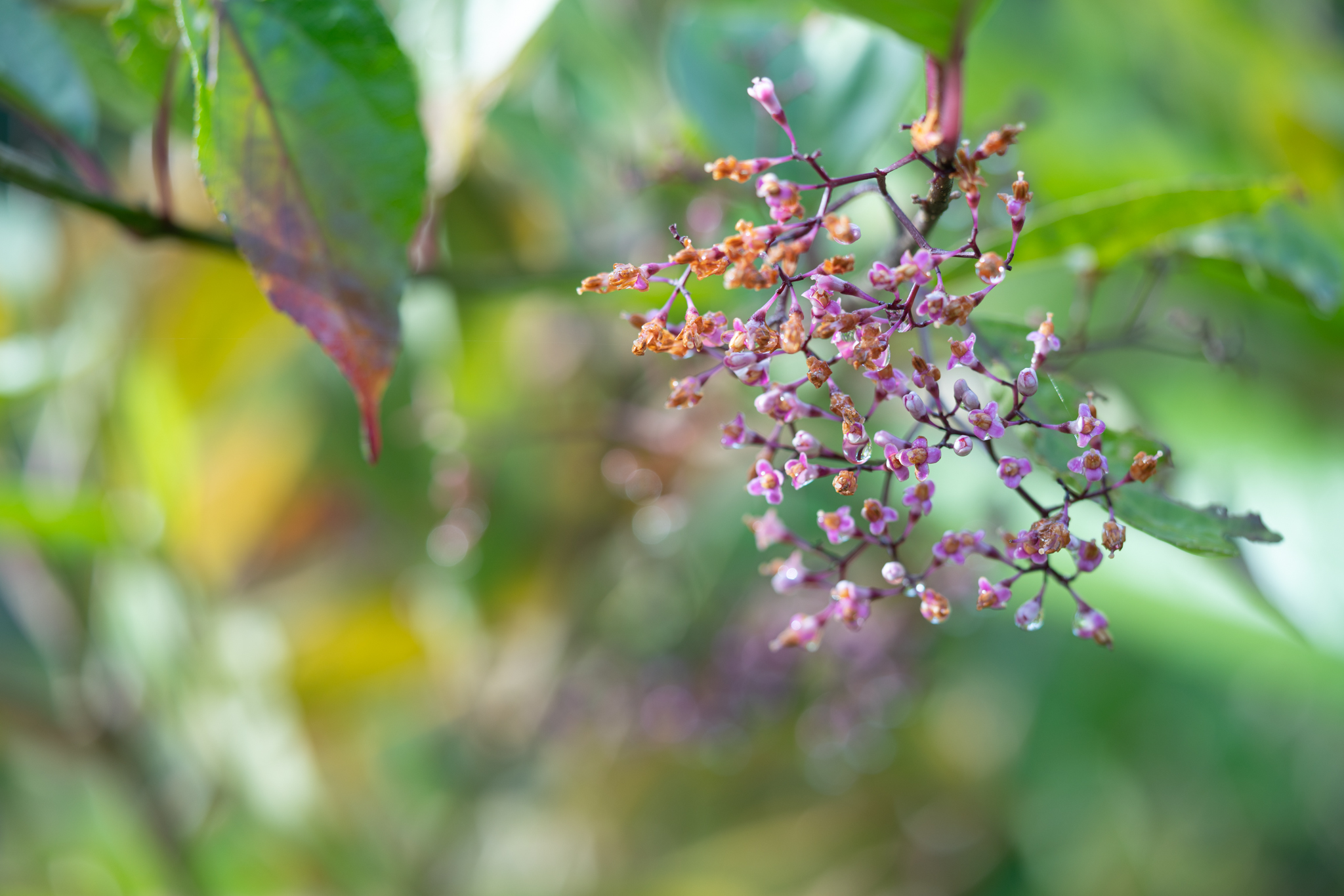 f:id:Paradisia:20191222175219j:plain f:id:Paradisia:20191222175219j:plain